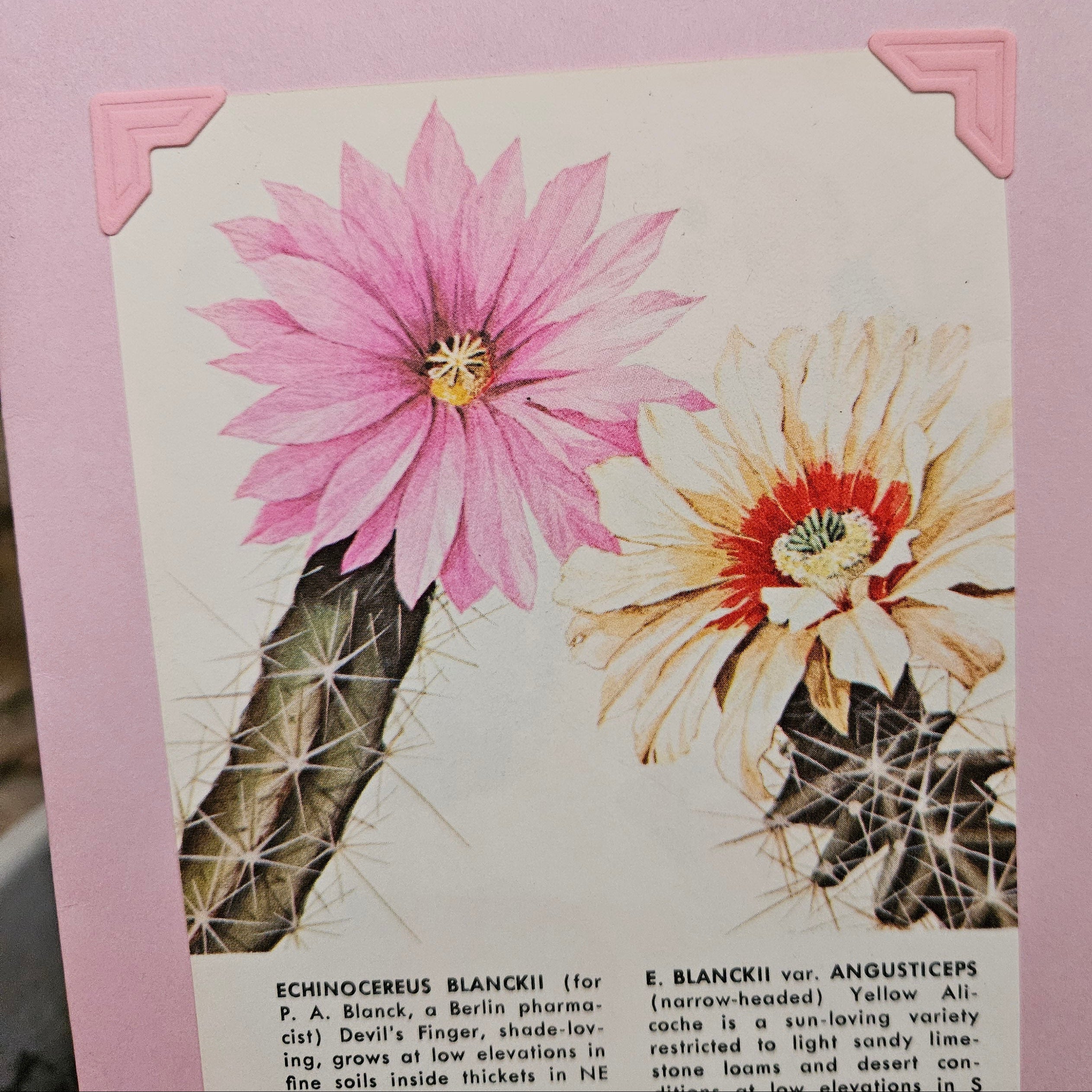 Beautifully Hand Crafted Custom Created Greeting Card Series by Diane Stegman "Devils Finger Cactus"