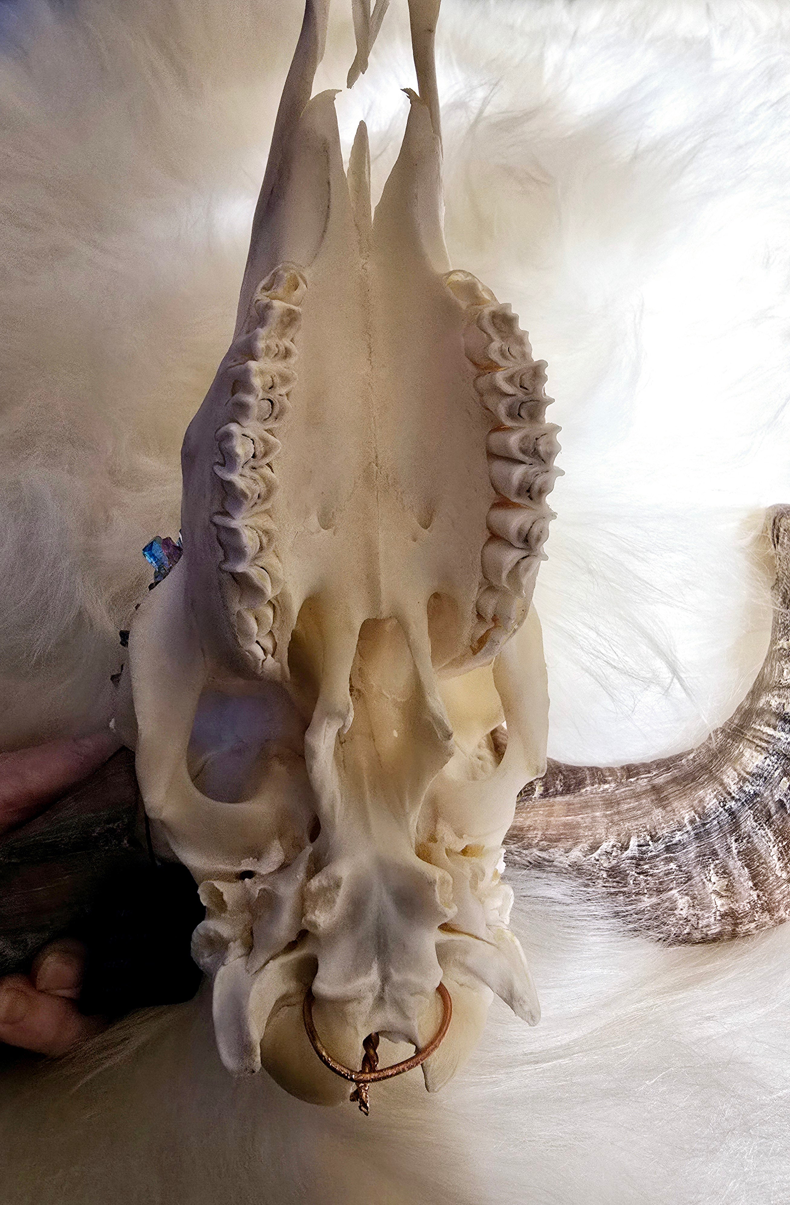 Custom Carved Bull Skull with Inlayed Integrated Crystals