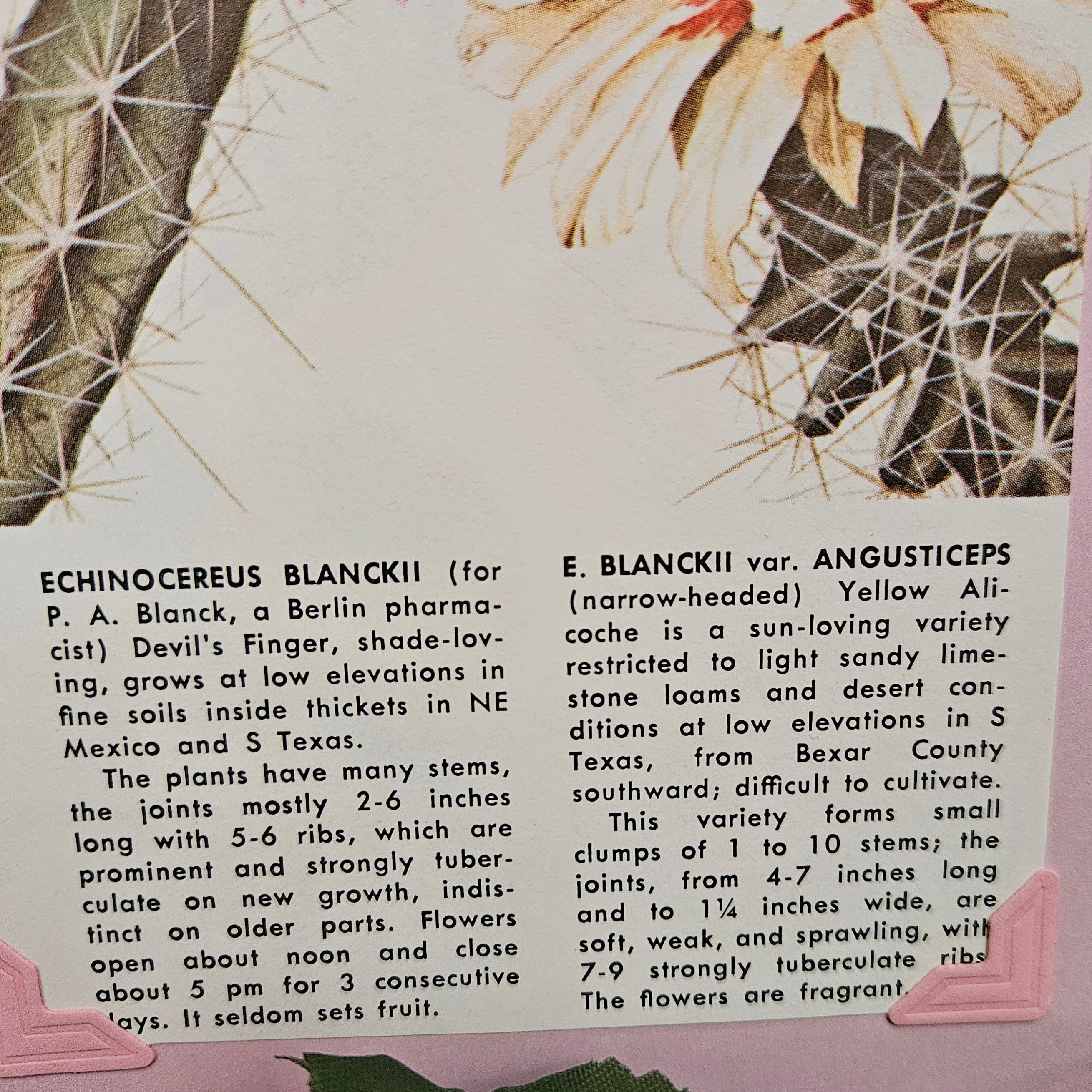 Beautifully Hand Crafted Custom Created Greeting Card Series by Diane Stegman "Devils Finger Cactus"