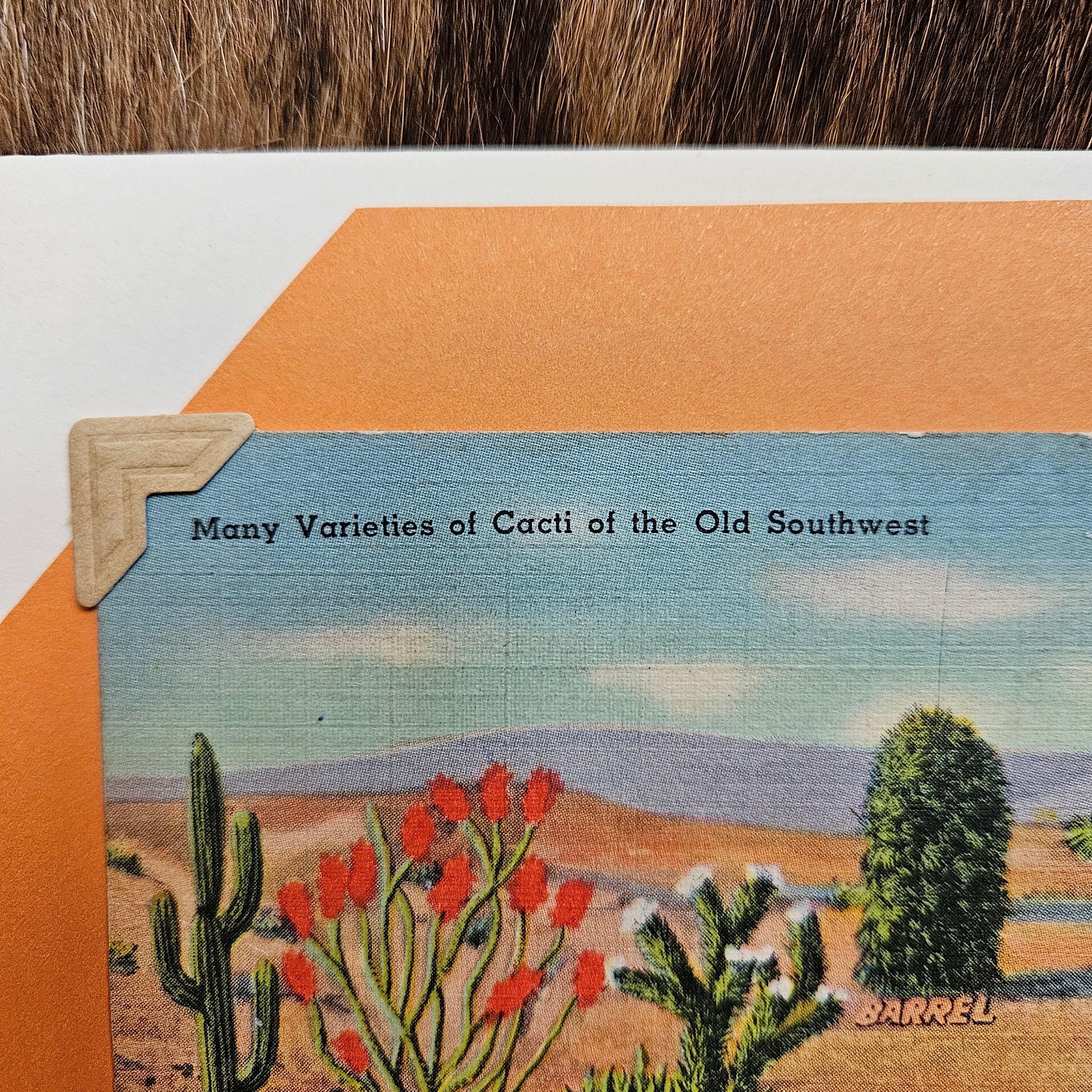 Beautifully Hand Crafted Custom Created Greeting Card Series by Diane Stegman "Cacti of the Old Southwest"
