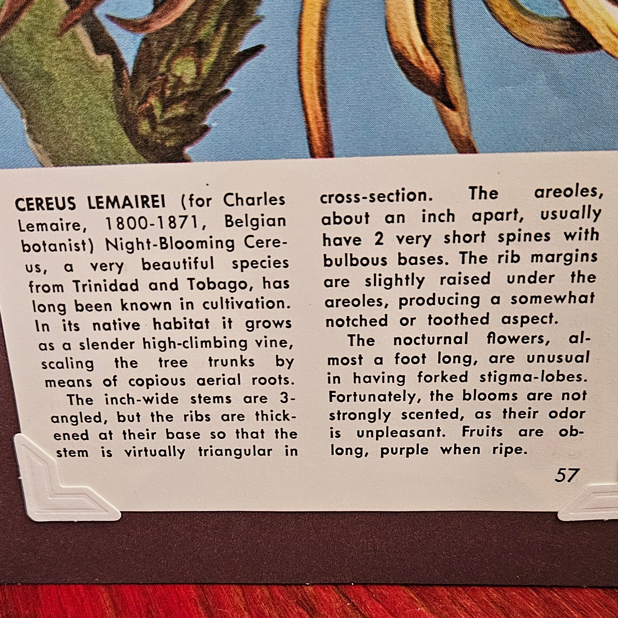 Beautifully Hand Crafted Custom Created Greeting Card Series by Diane Stegman "Lemairei Cactus"
