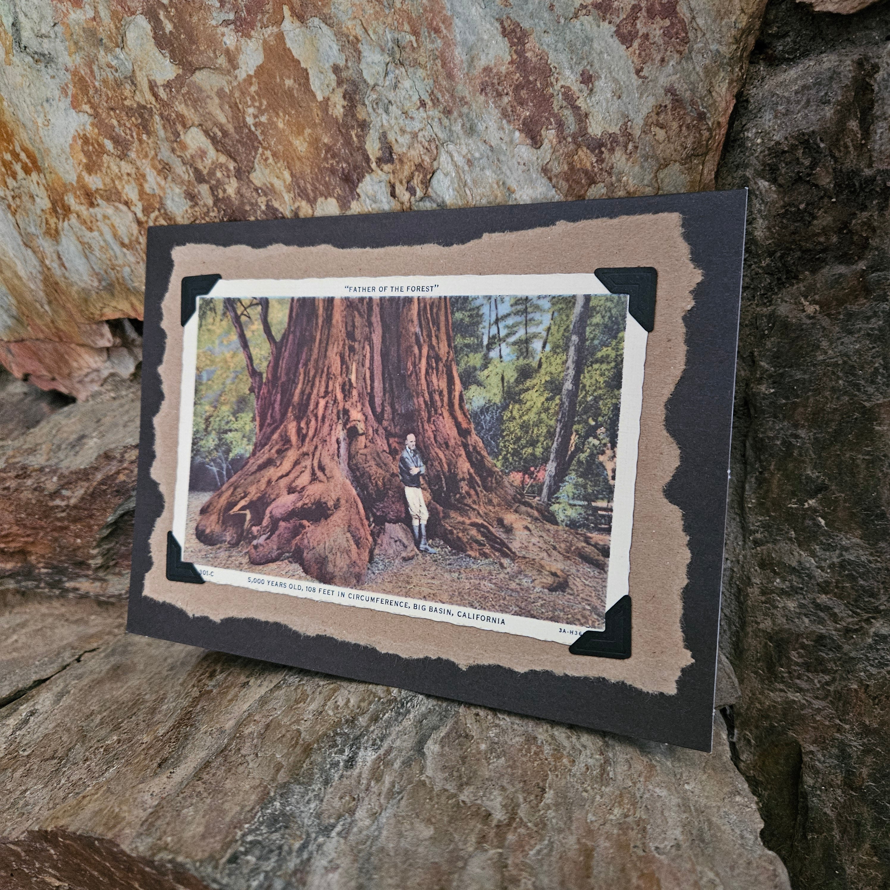 Beautifully Hand Crafted Custom Created Greeting Card Series by Diane Stegman "Father of the Forest"