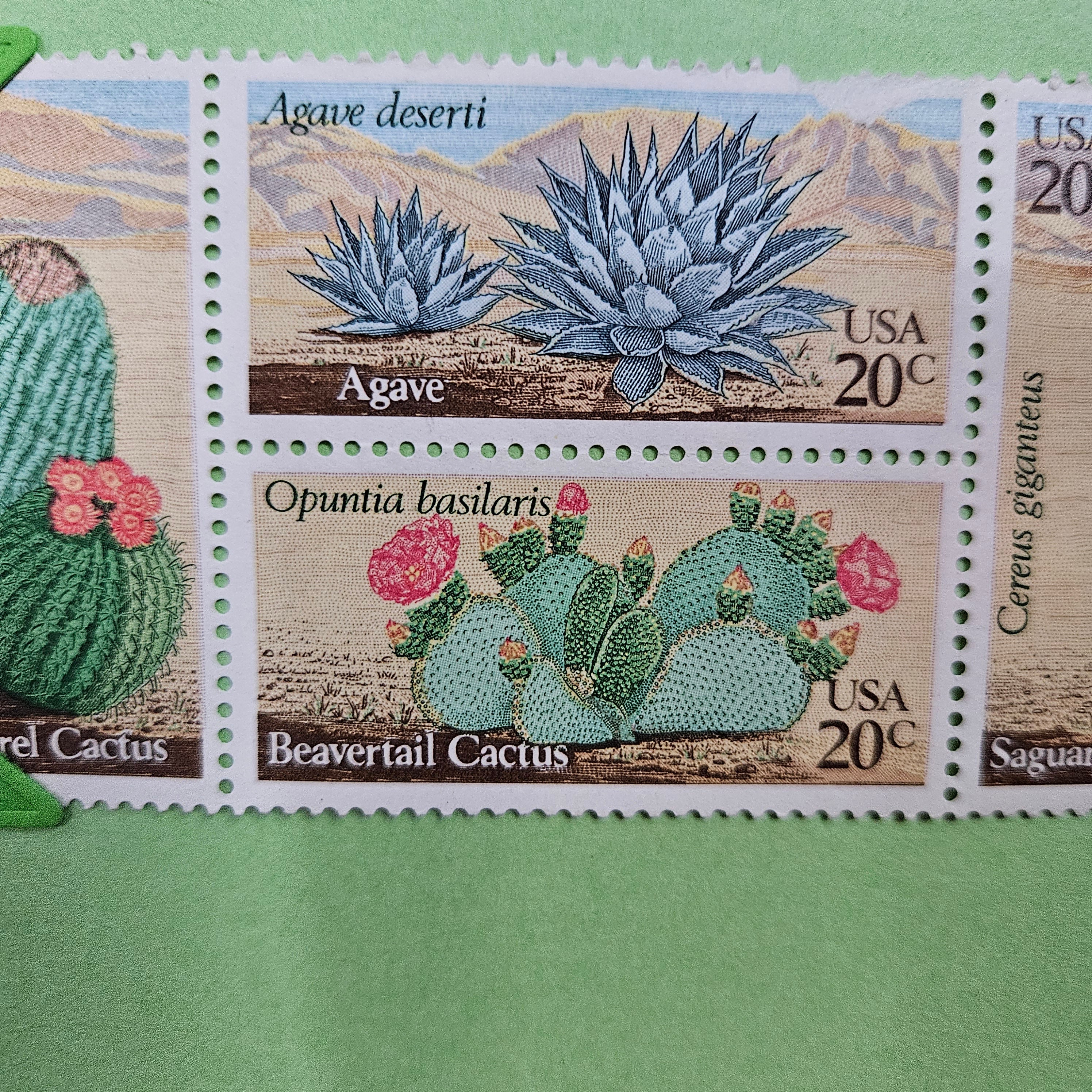 Beautifully Hand Crafted Custom Created Greeting Card Series by Diane Stegman "Cactus Stamps"