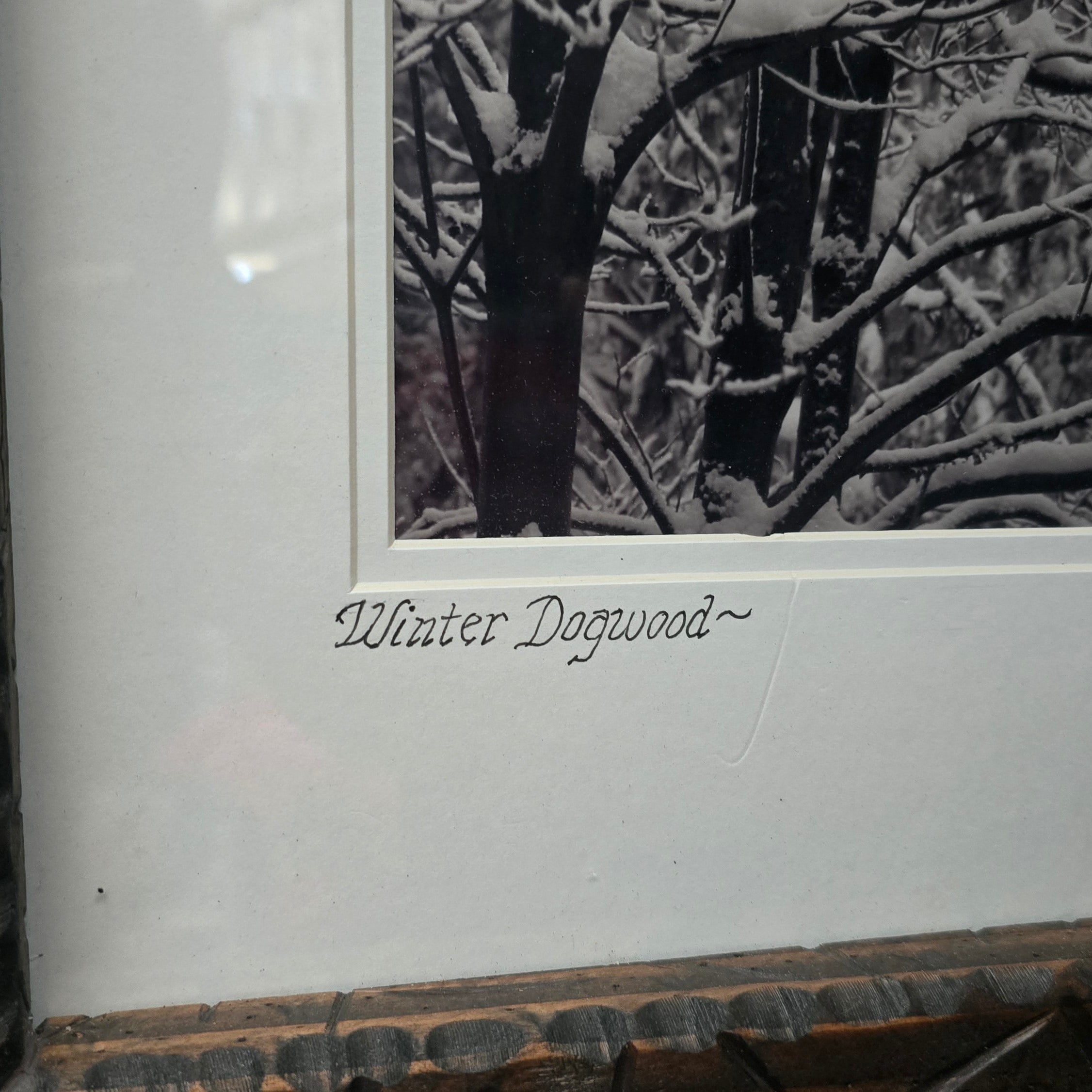 Signed JHummel Photographics “Winter Dogwood” Framed Black & White Photograph Lake Arrowhead California
