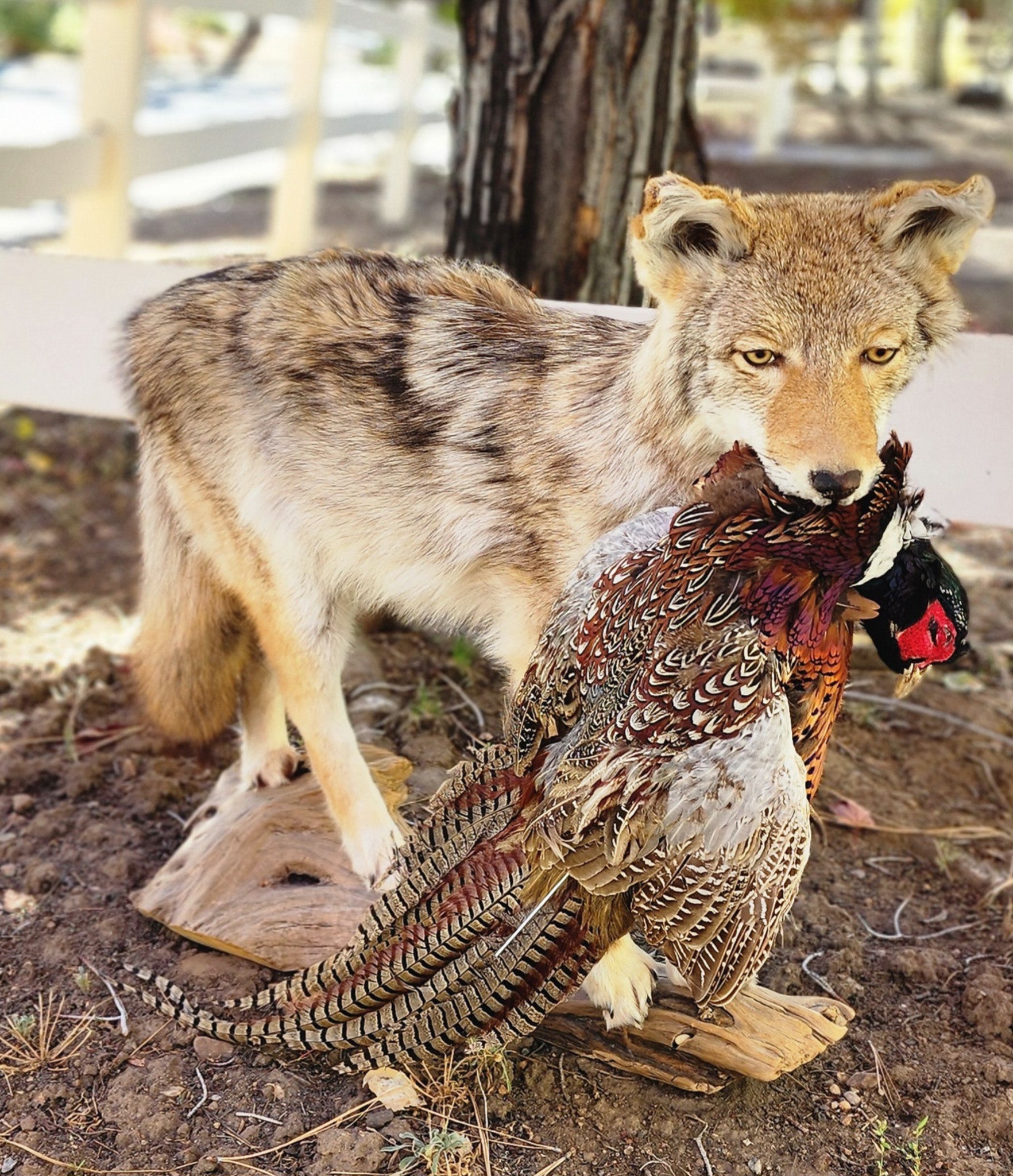 Vintage Full Body Coyote Taxidermy Mount Posed with Pheasant in His Mouth