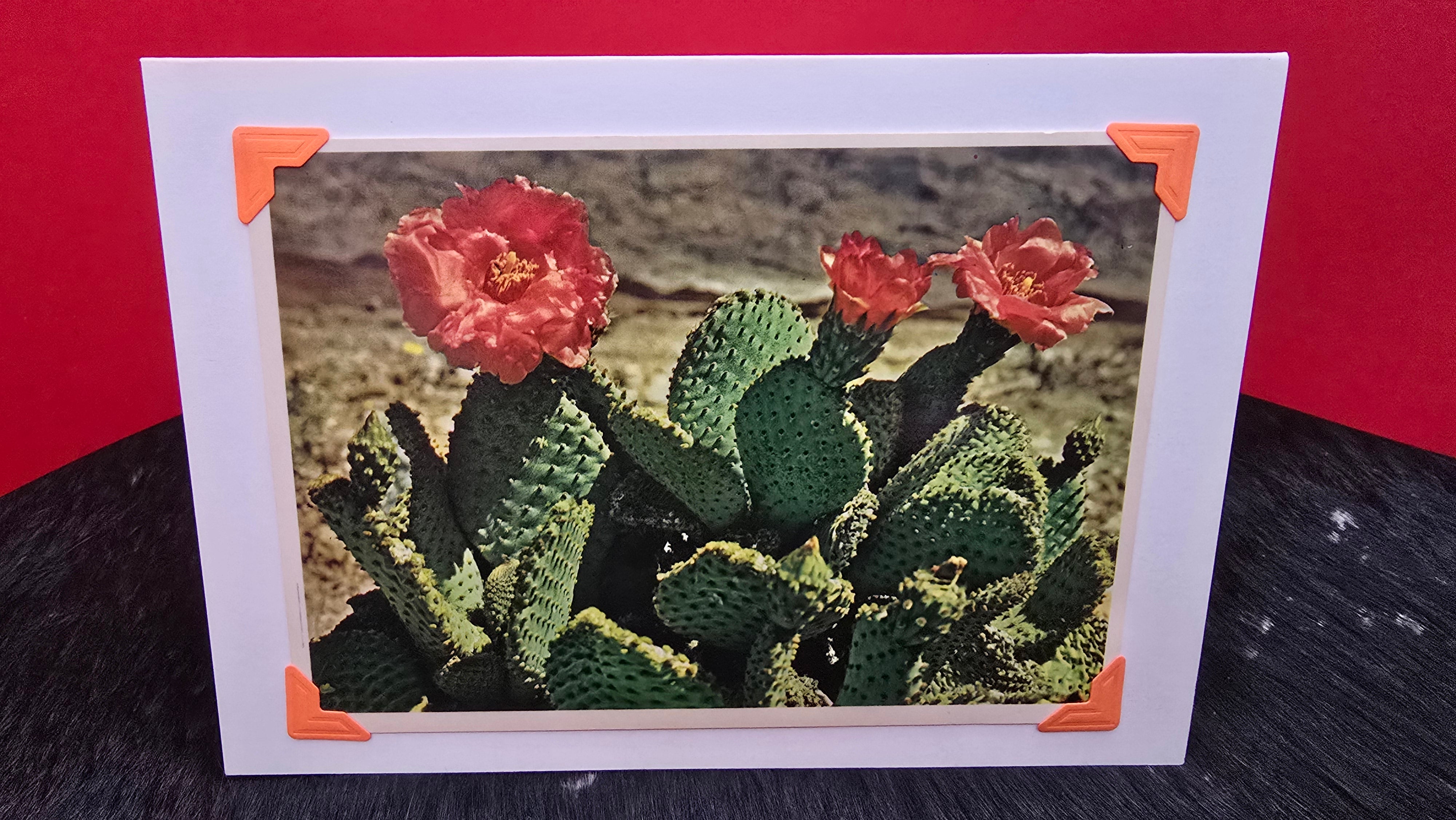 Beautifully Hand Crafted Custom Created Greeting Card Series by Diane Stegman "Beavertail Cactus in Bloom"