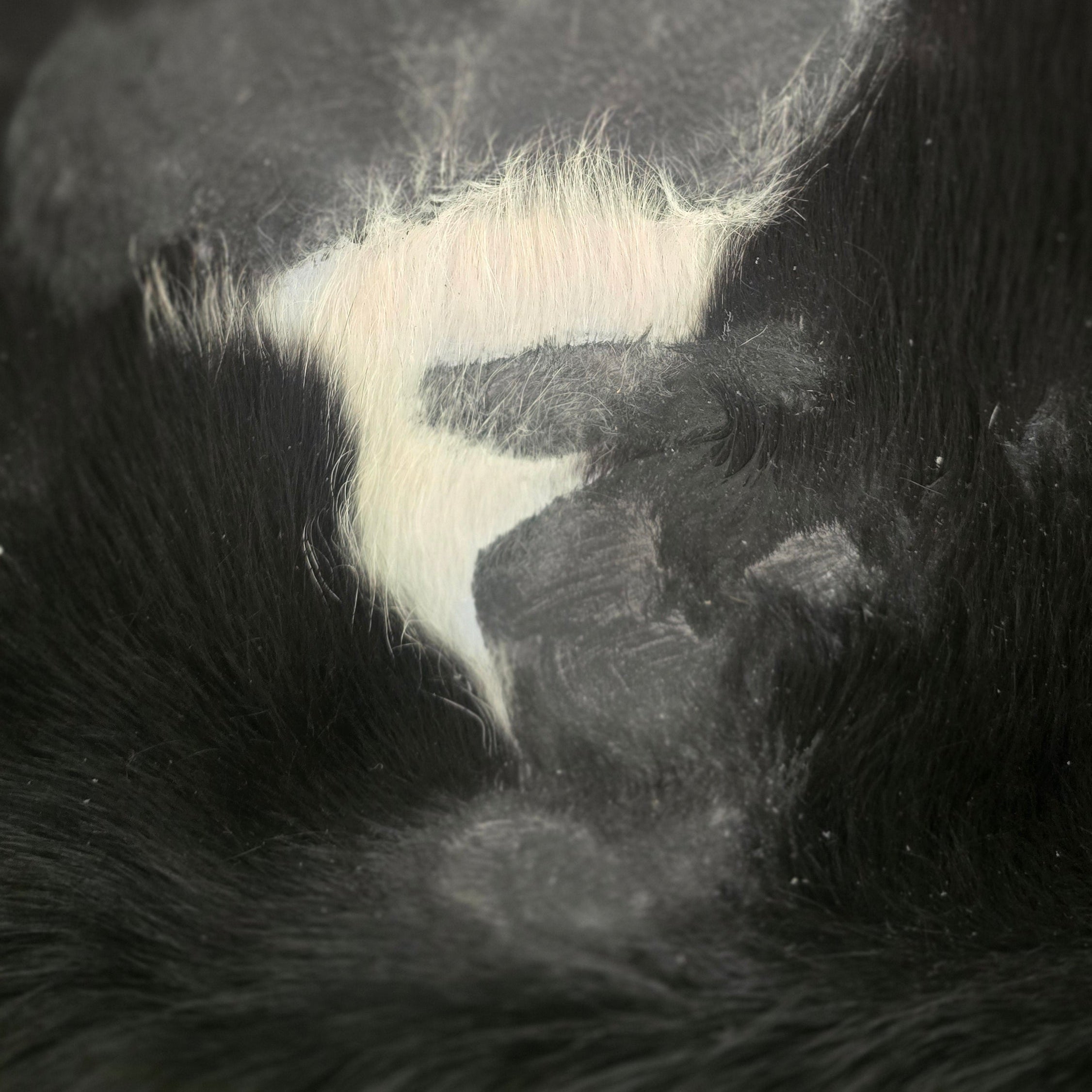 Unique Black and White Cowhide Handcrafted in Brazil