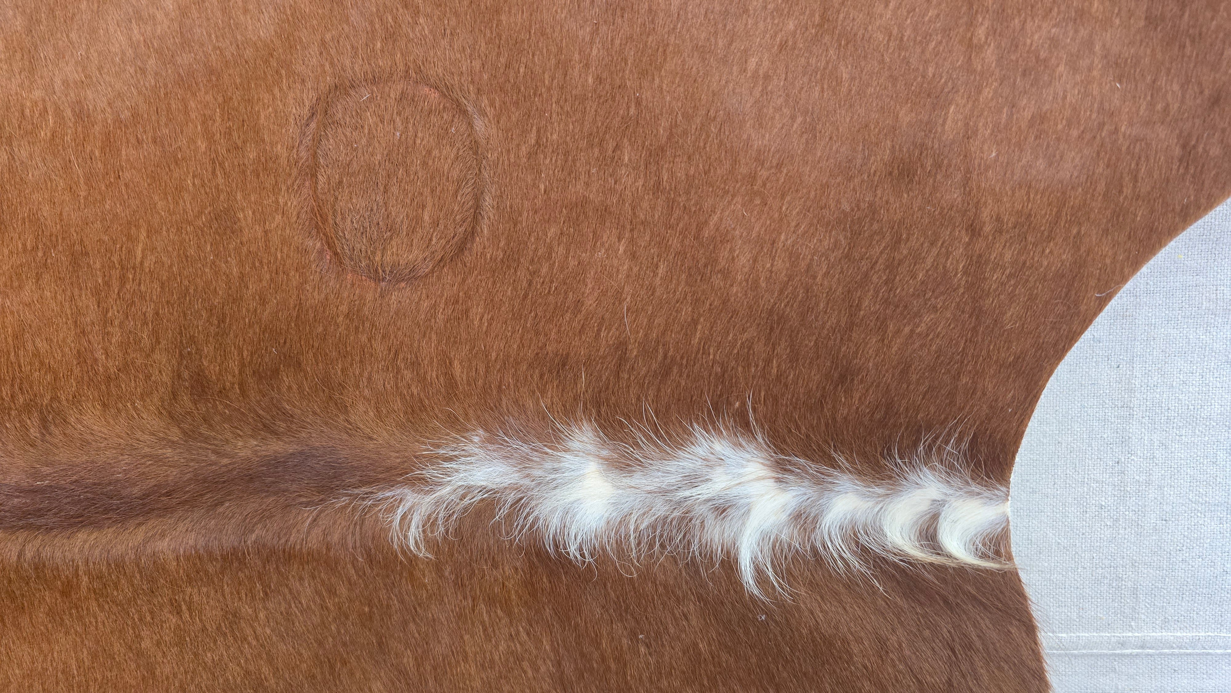Vivid Cinnamon Cowhide Rug Made in Argentina
