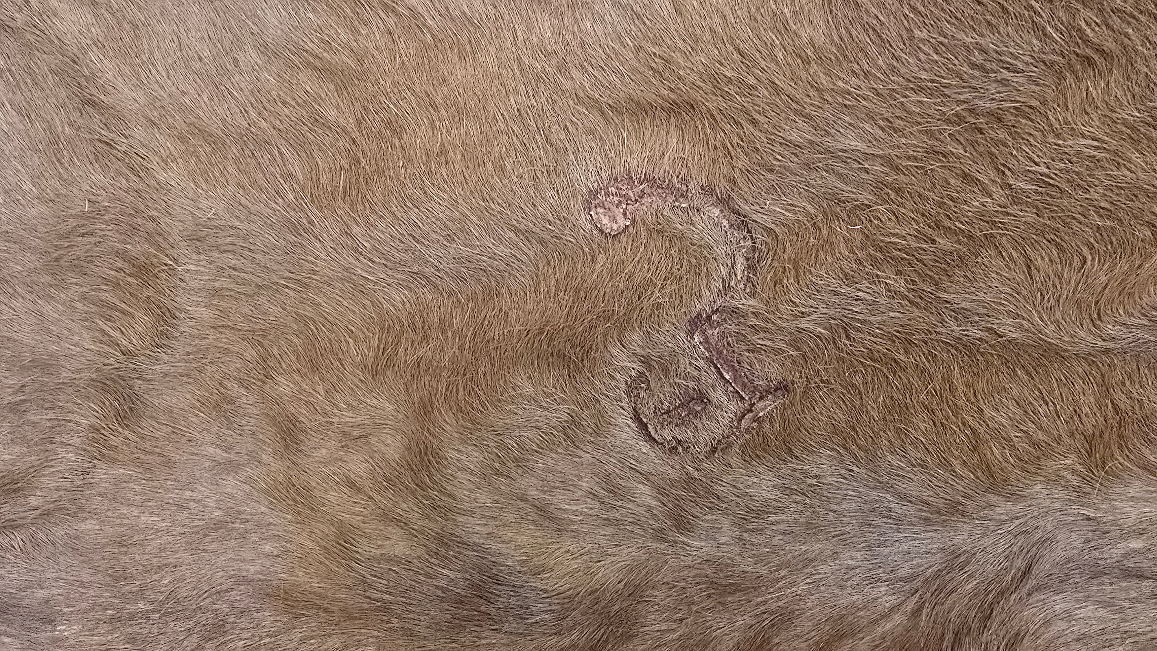 Vivid Cinnamon Cowhide Rug Made in Argentina