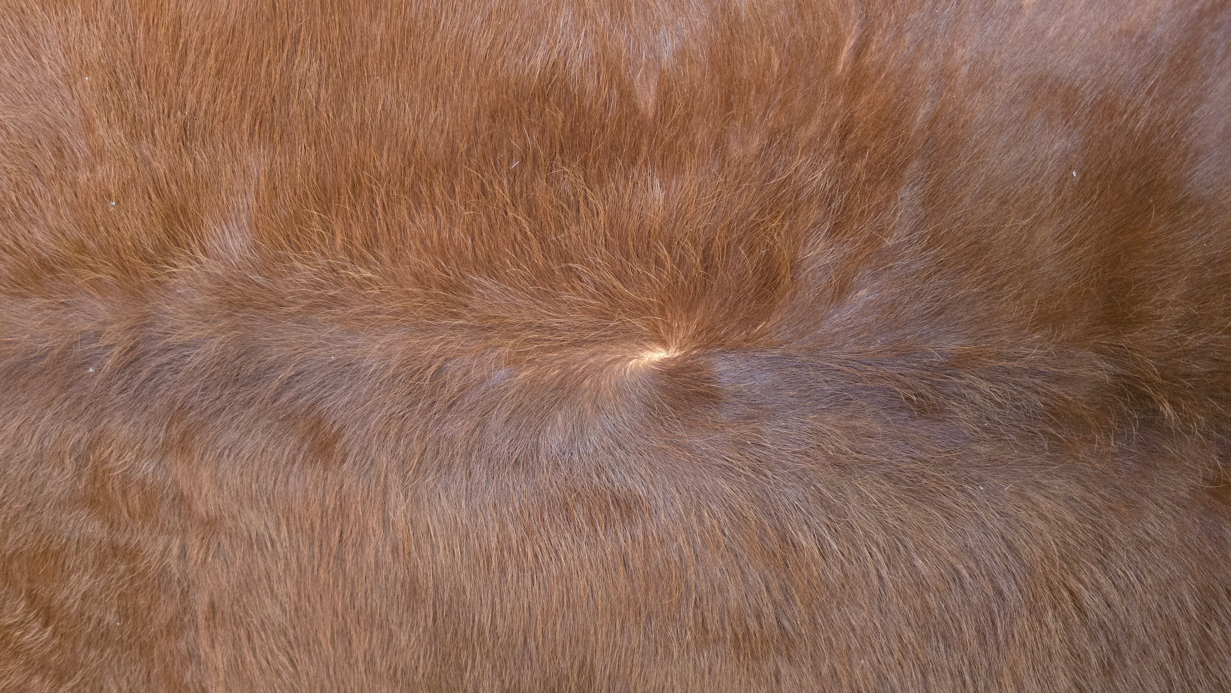 Remarkable Cinnamon Cowhide Made in Brazil