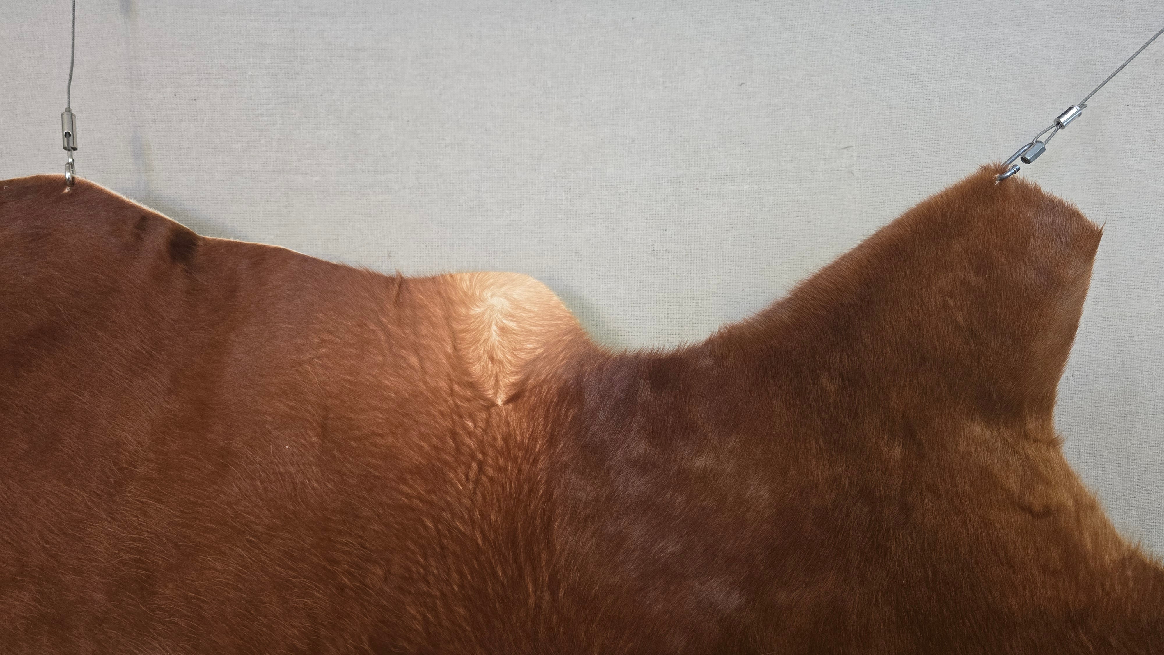 Remarkable Cinnamon Cowhide Made in Brazil