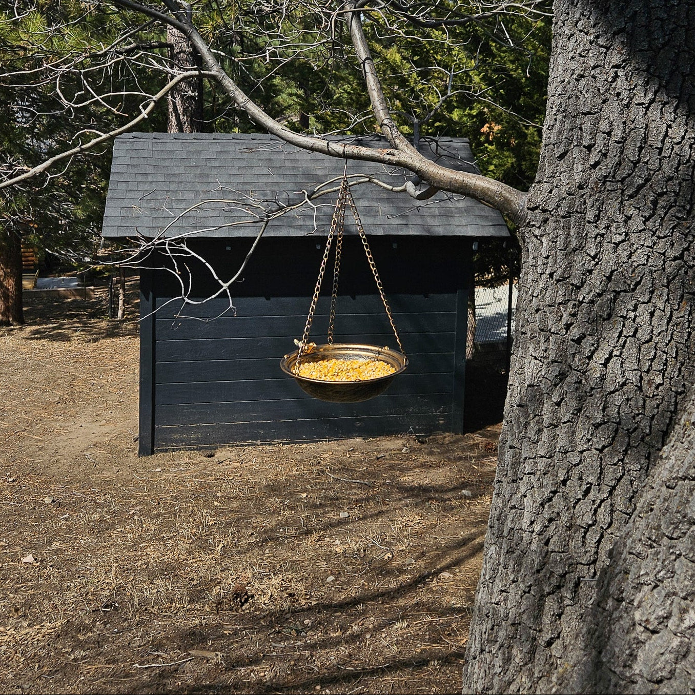 Bird Feeder
