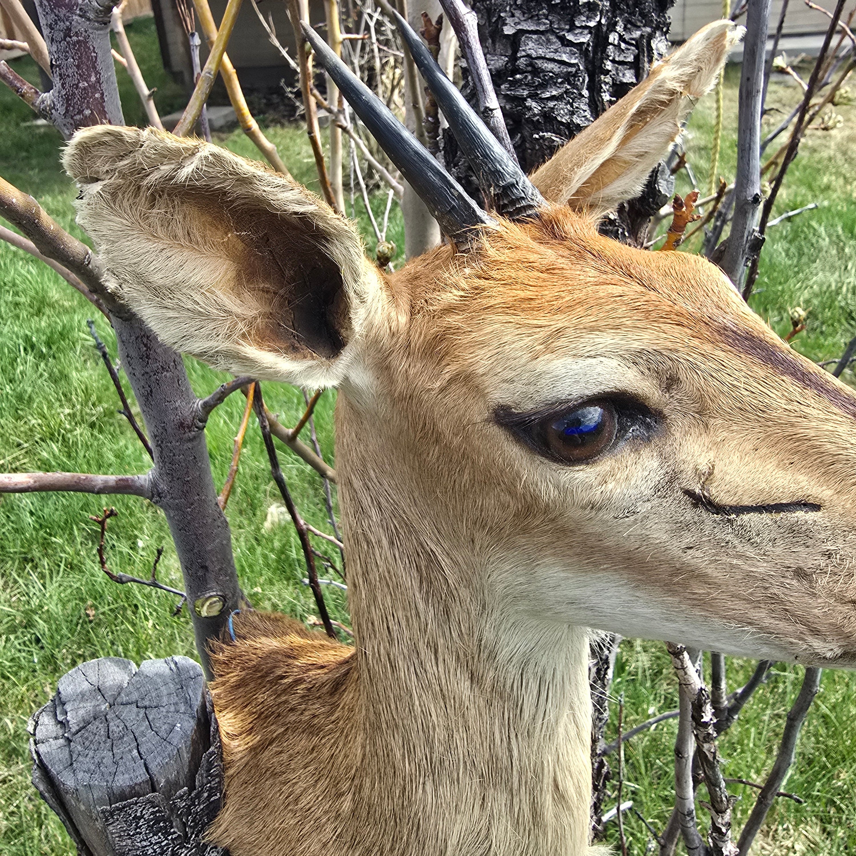 African Male Duiker Taxidermy