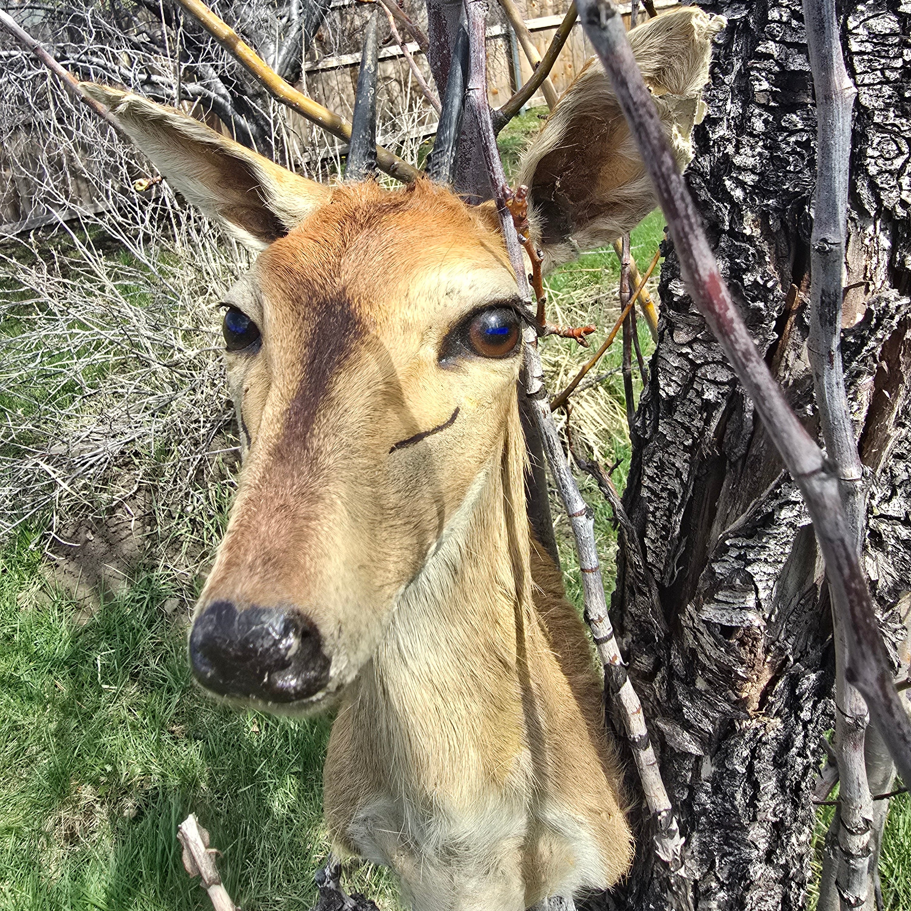 African Male Duiker Taxidermy