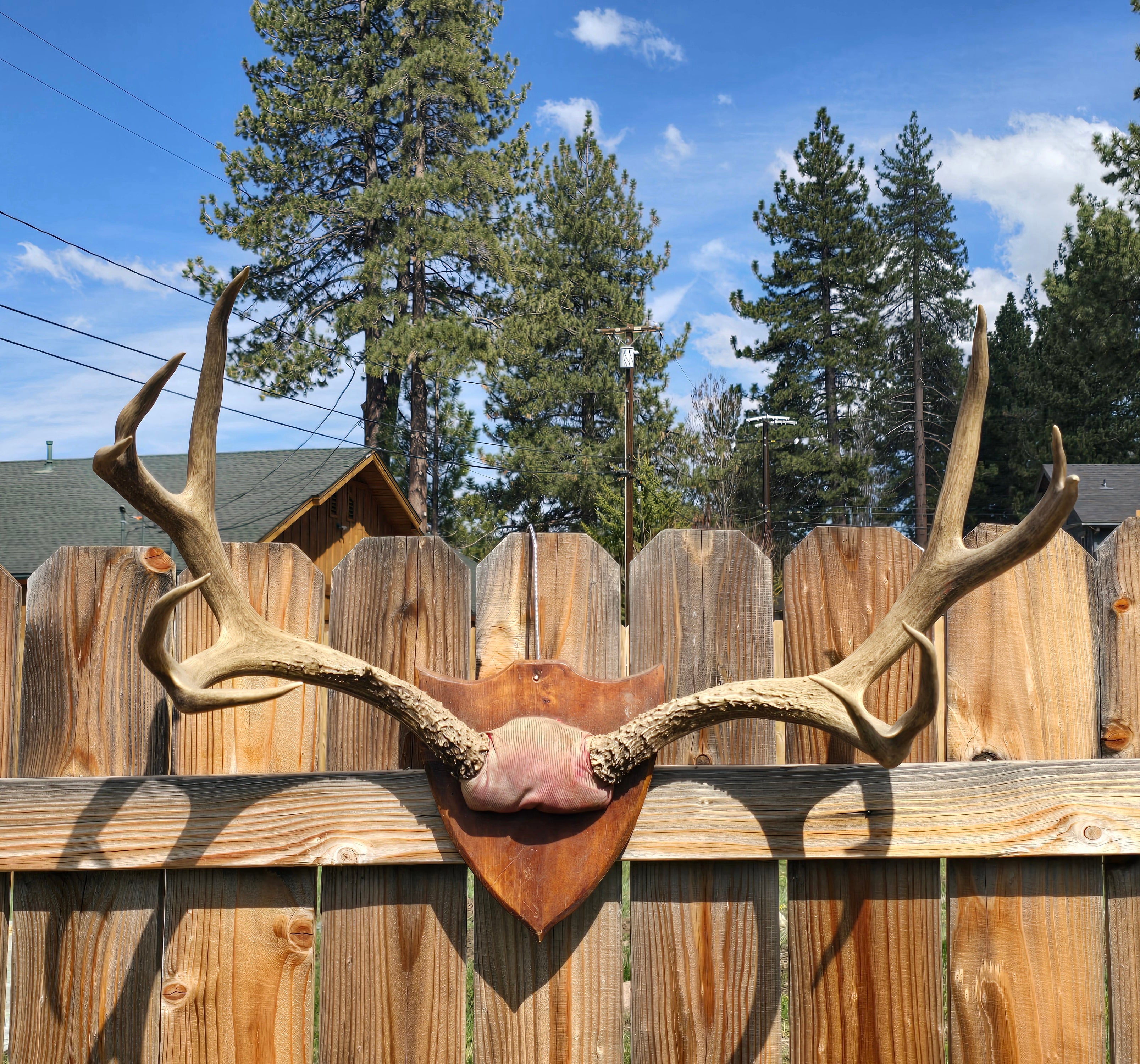 Vintage Set of Natural Elk Antlers