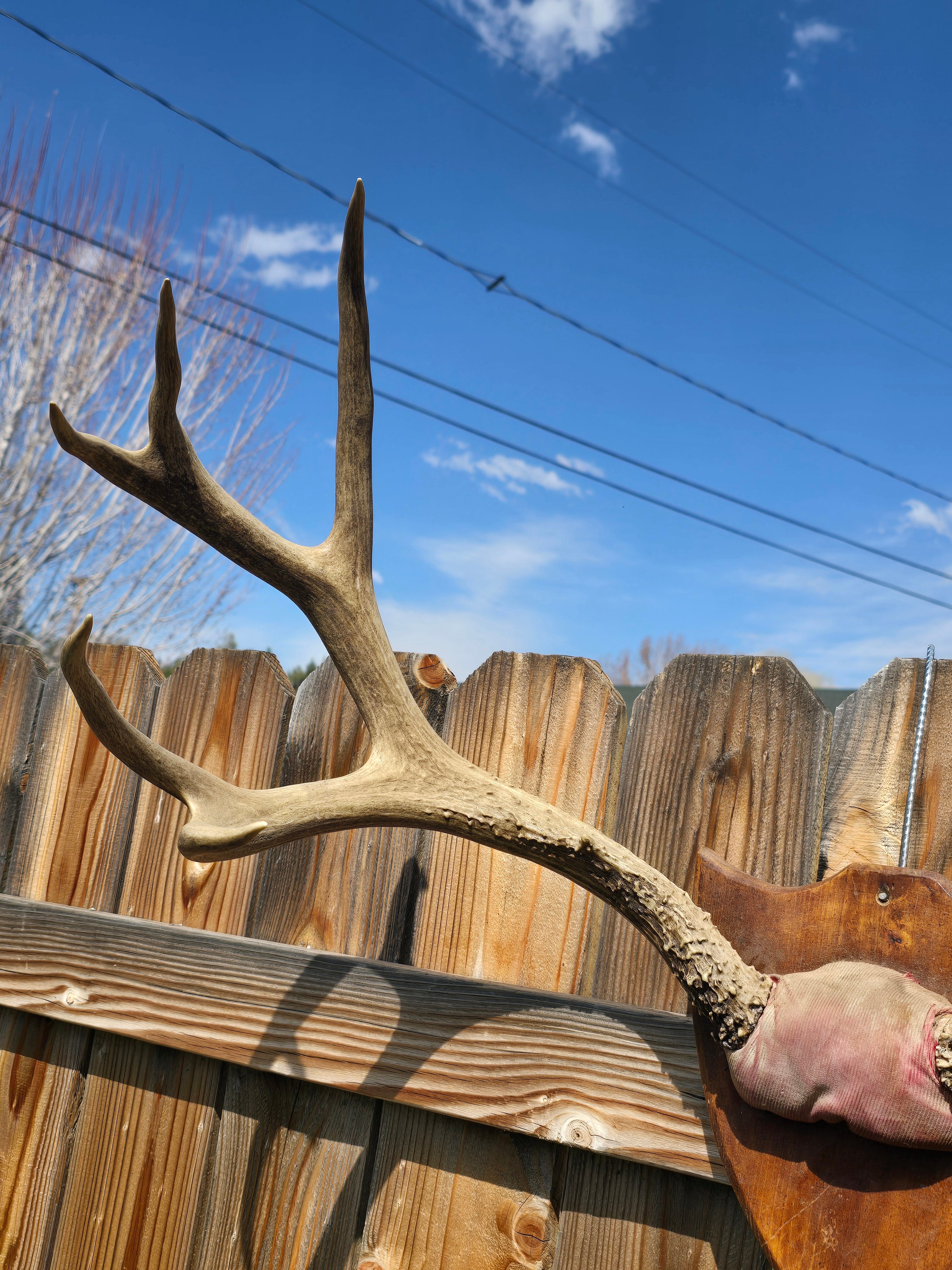 Vintage Set of Natural Elk Antlers