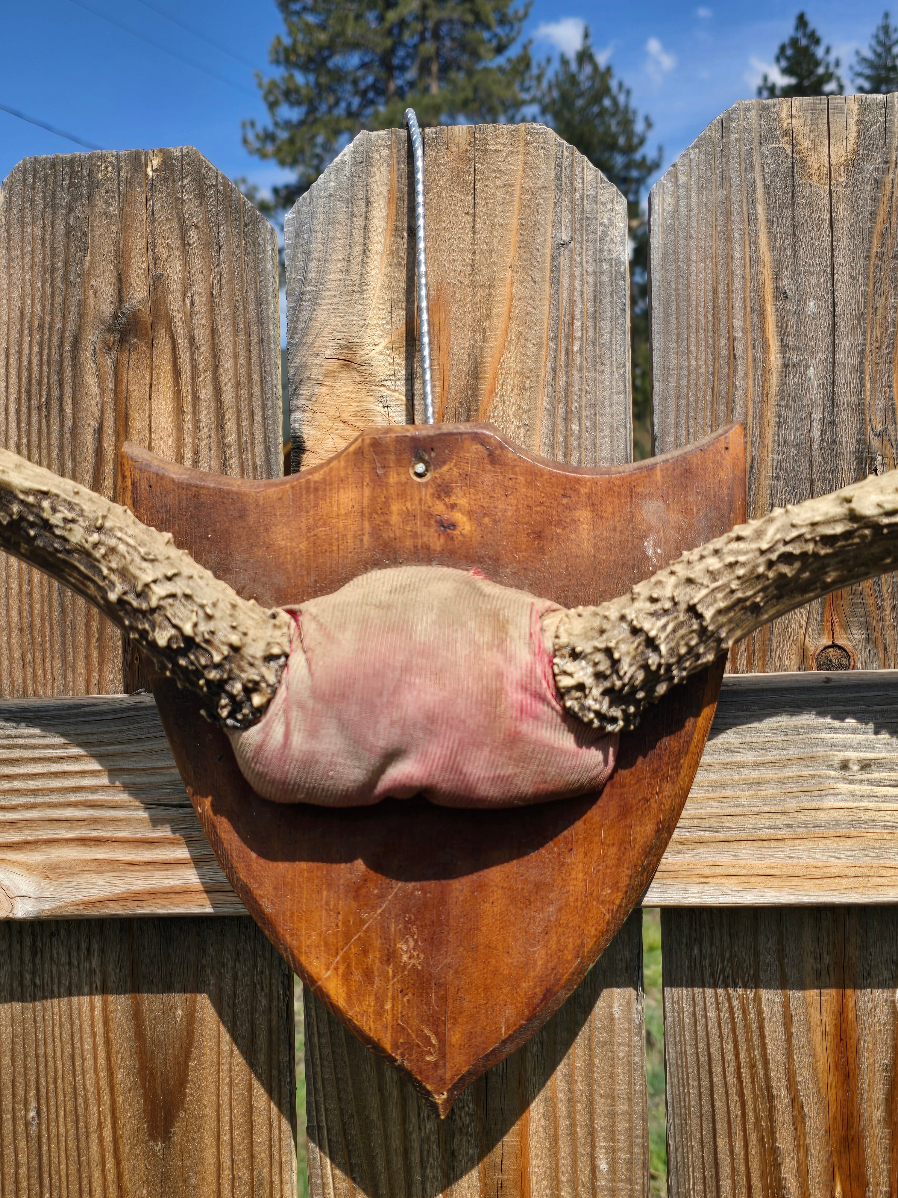 Vintage Set of Natural Elk Antlers