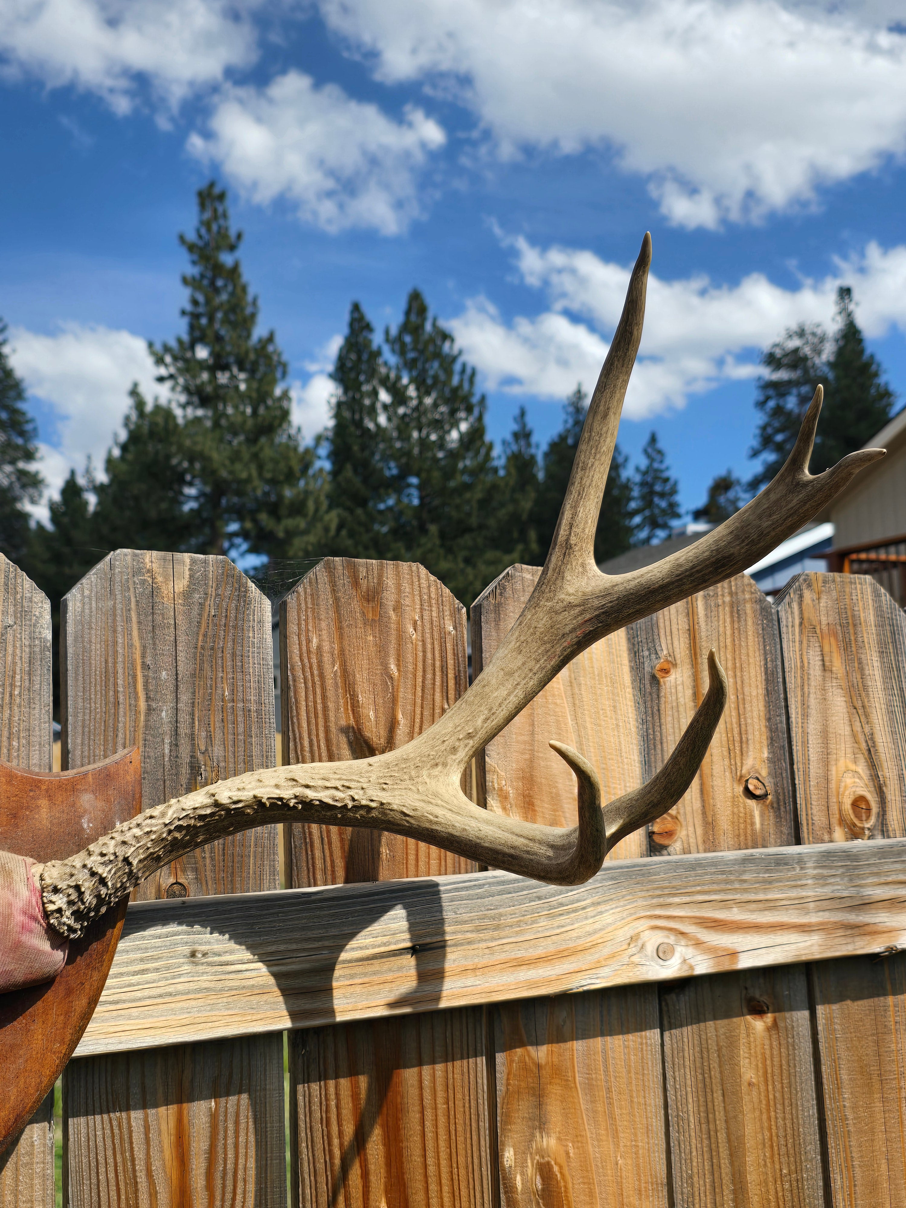 Vintage Set of Natural Elk Antlers