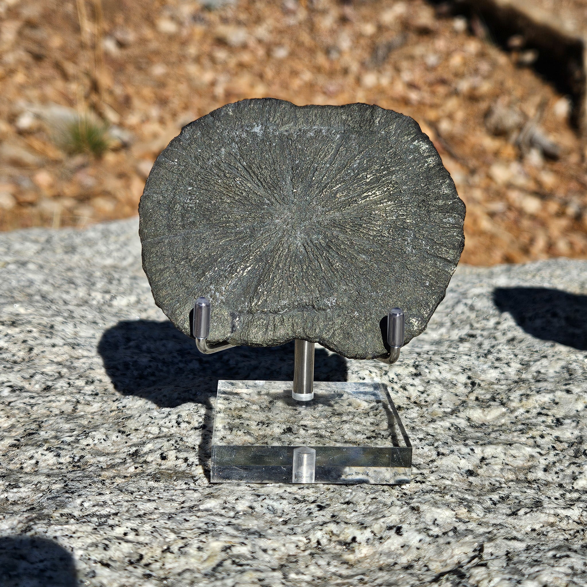 Pyrite Suns aka Pyrite Dollars or Miners' Dollars