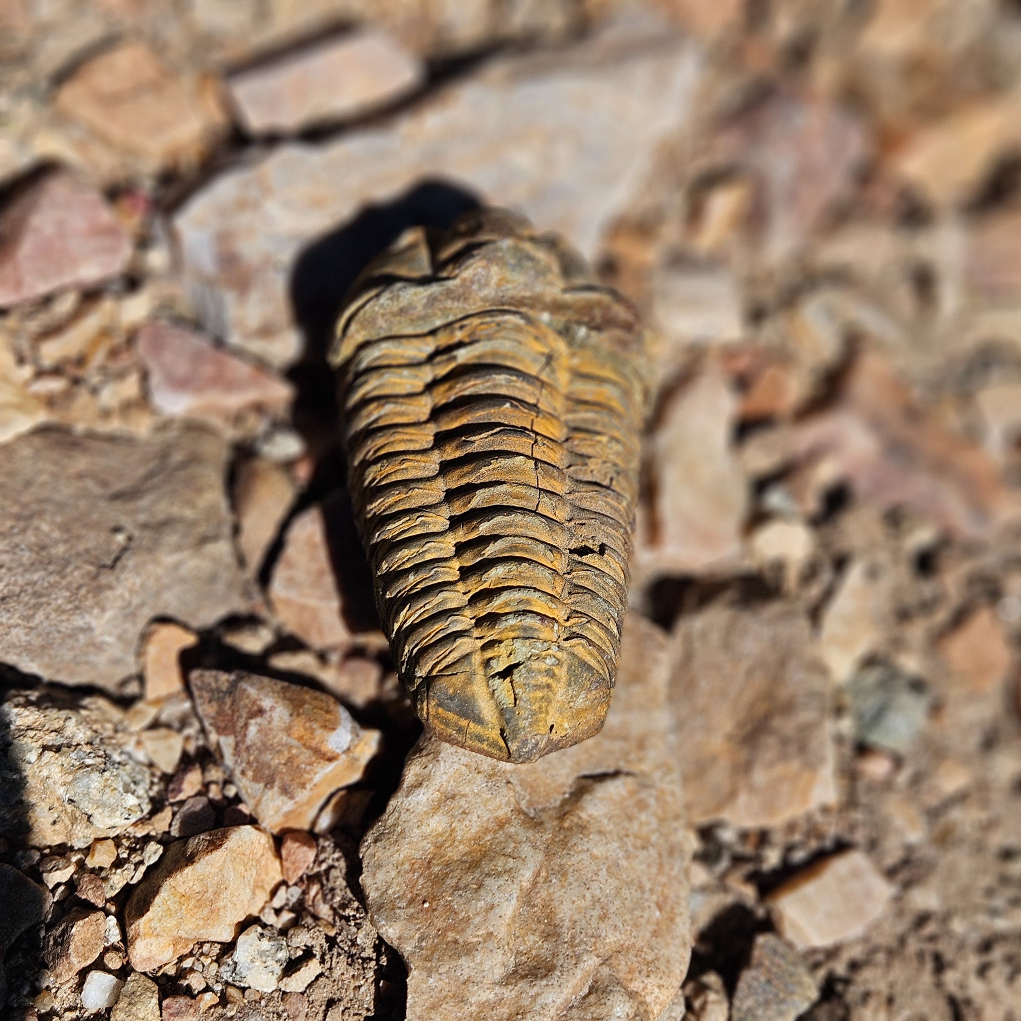 Diacylamine Trilobite Fossil