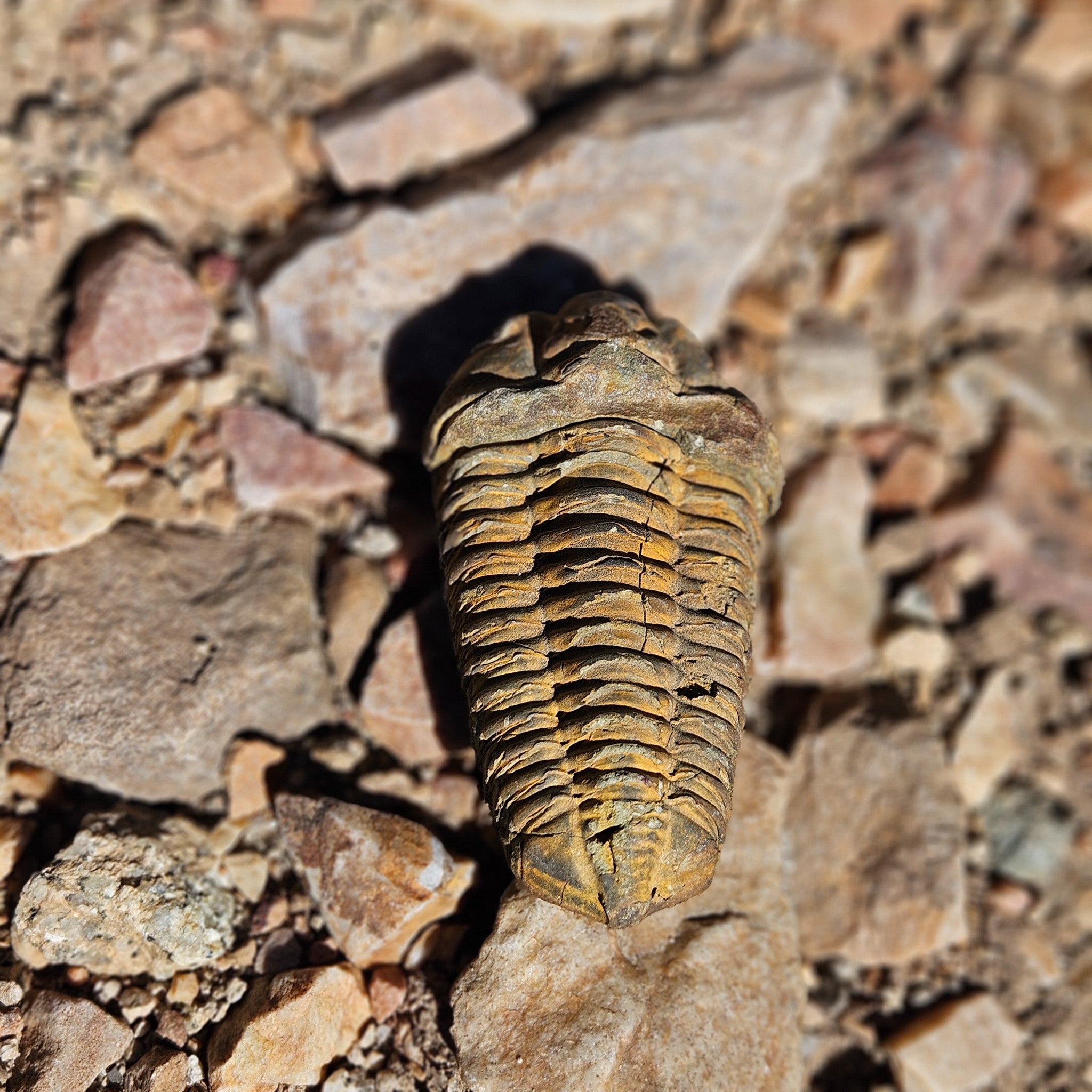 Diacylamine Trilobite Fossil