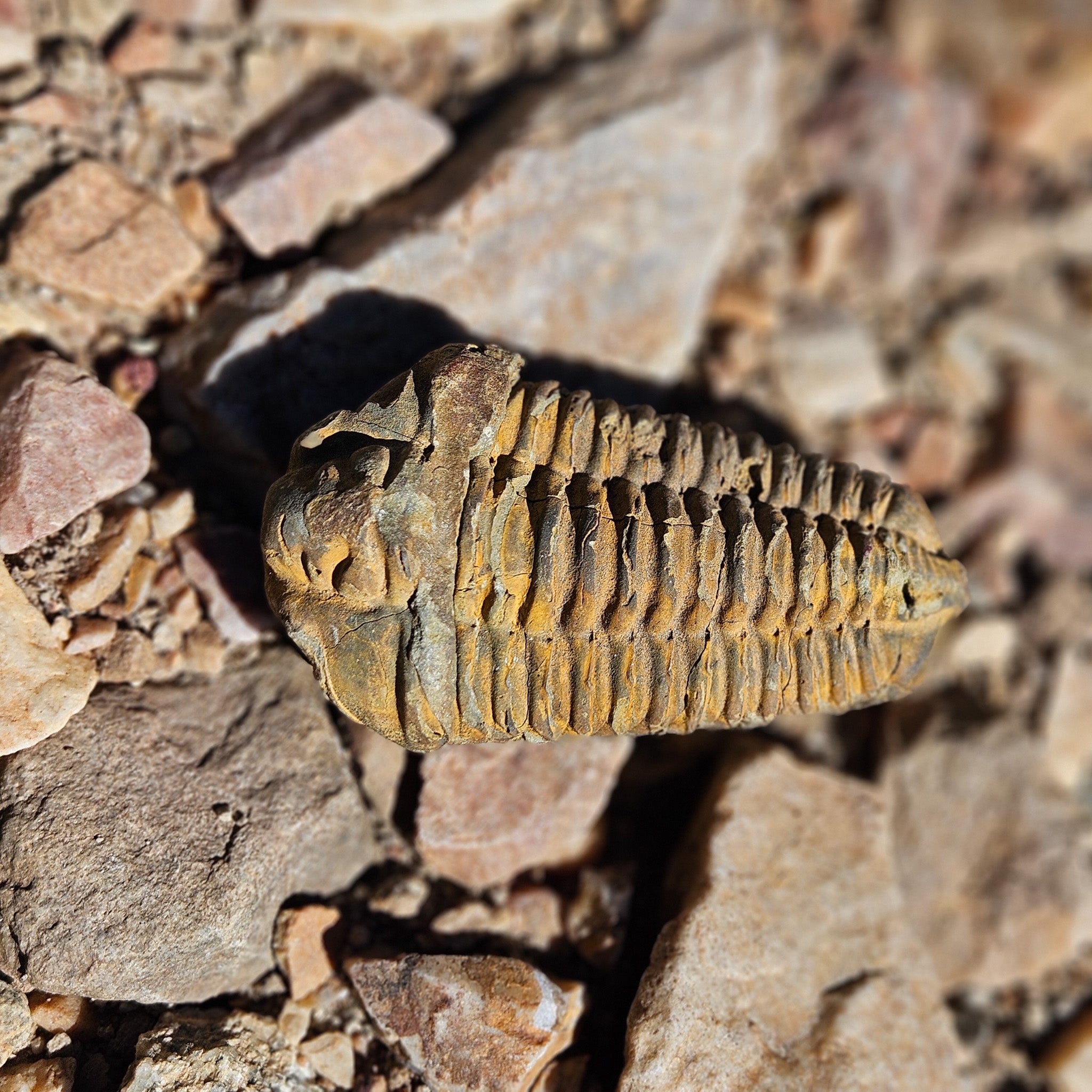 Diacylamine Trilobite Fossil