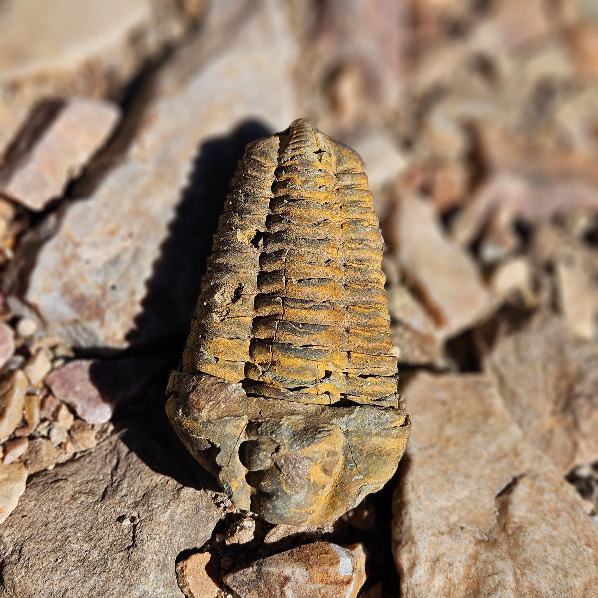 Diacylamine Trilobite Fossil
