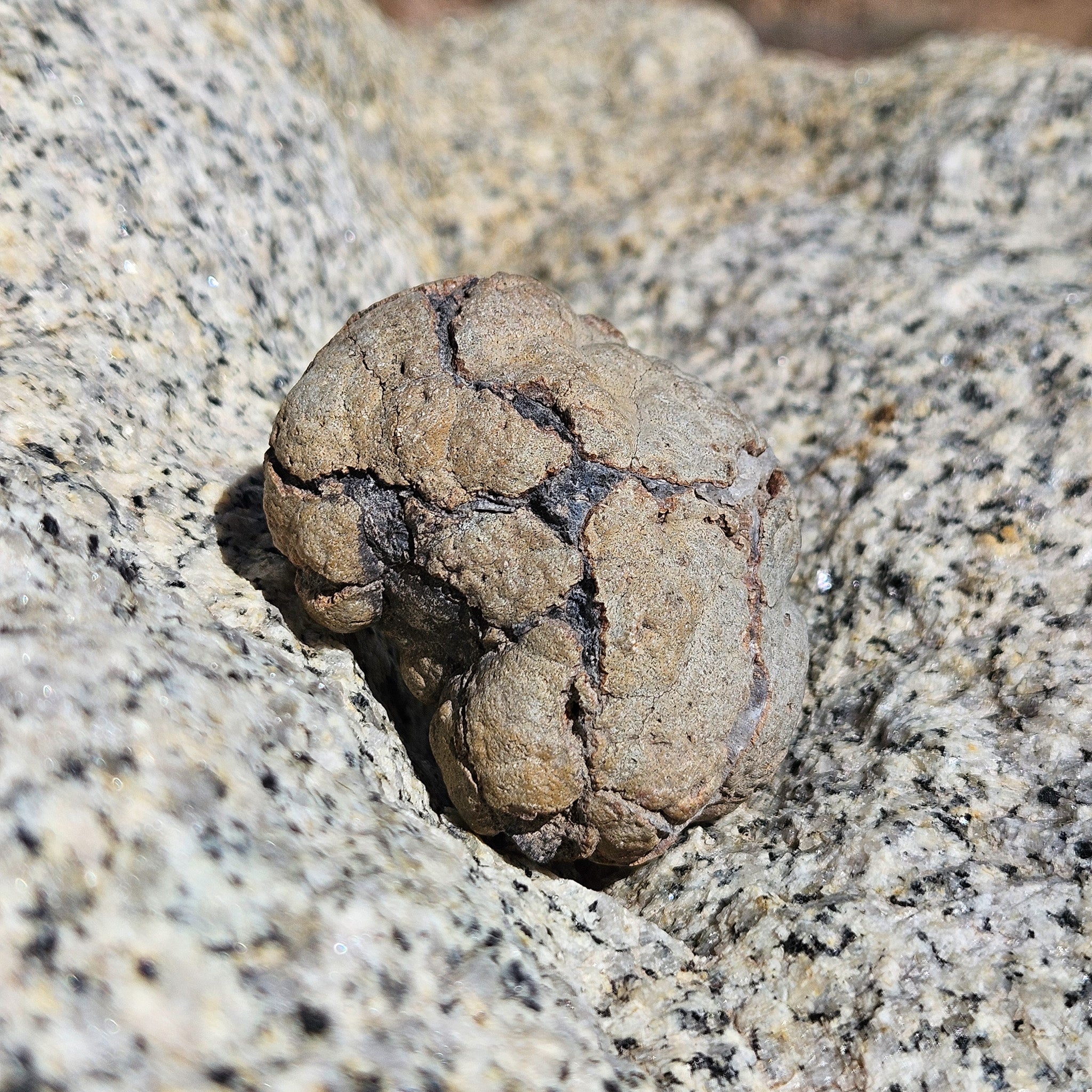 Unique Unbroken Raw Geode