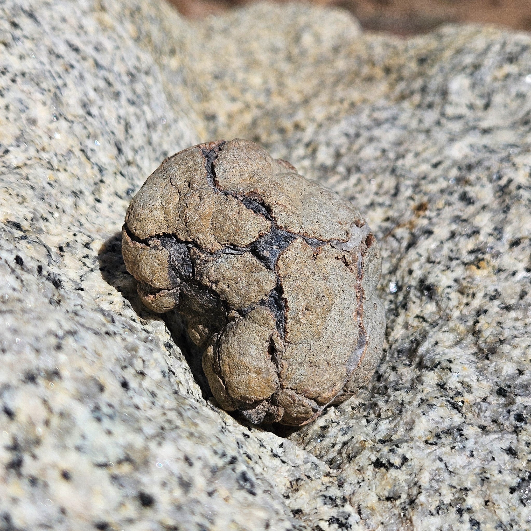 Unique Unbroken Raw Geode