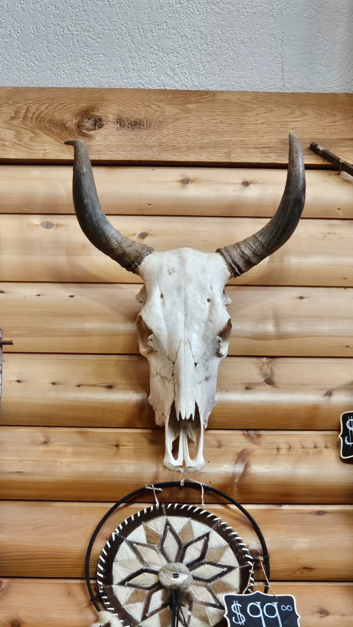 Striking Real Bull Skull