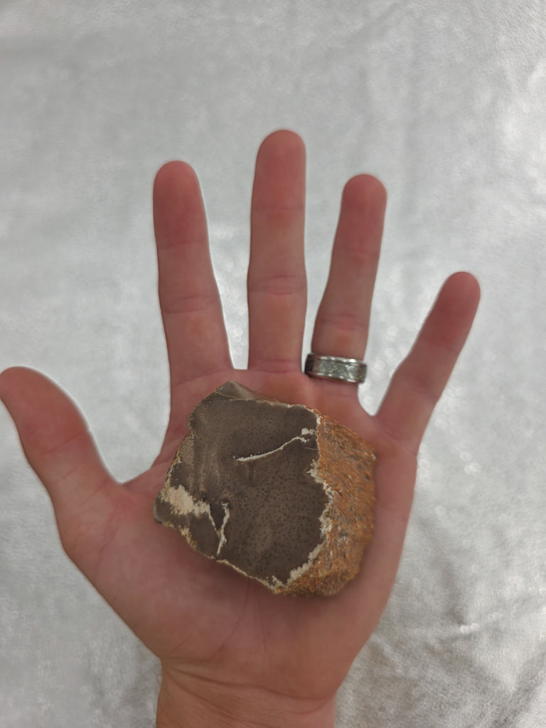 Amazing Fossilized Coral from Georgia