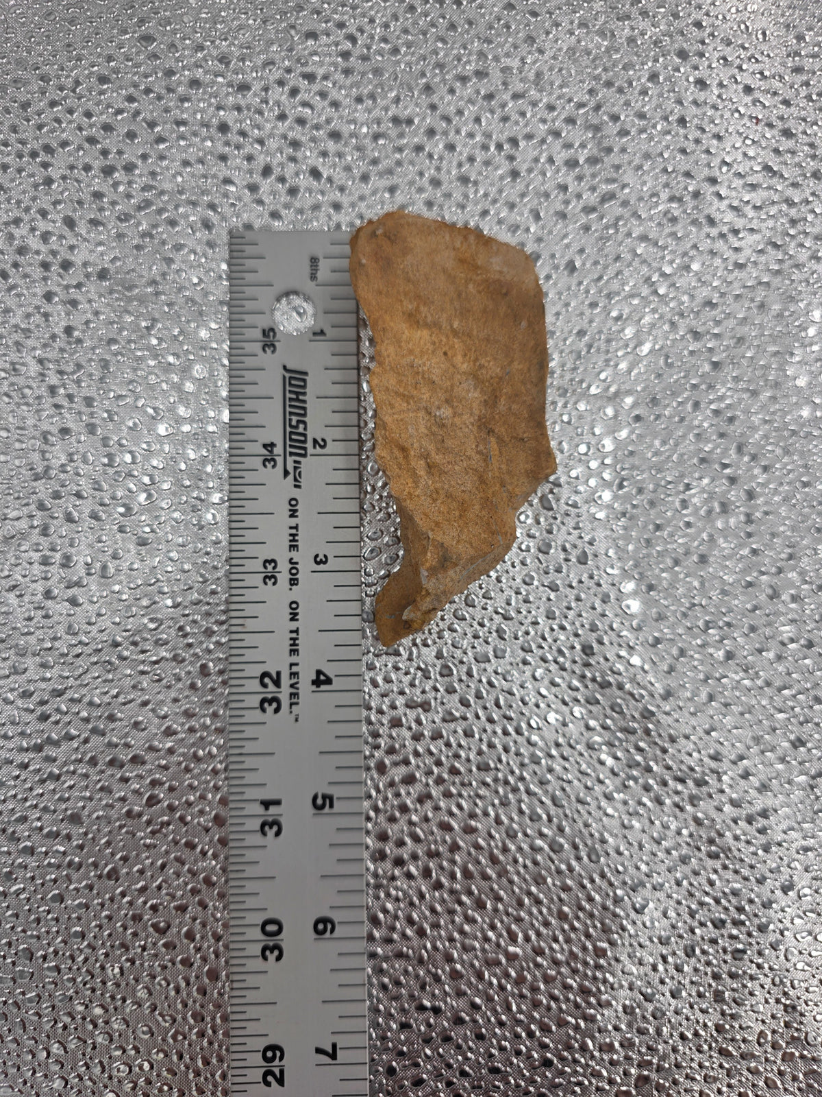 Ancient Clam Shell Fossil