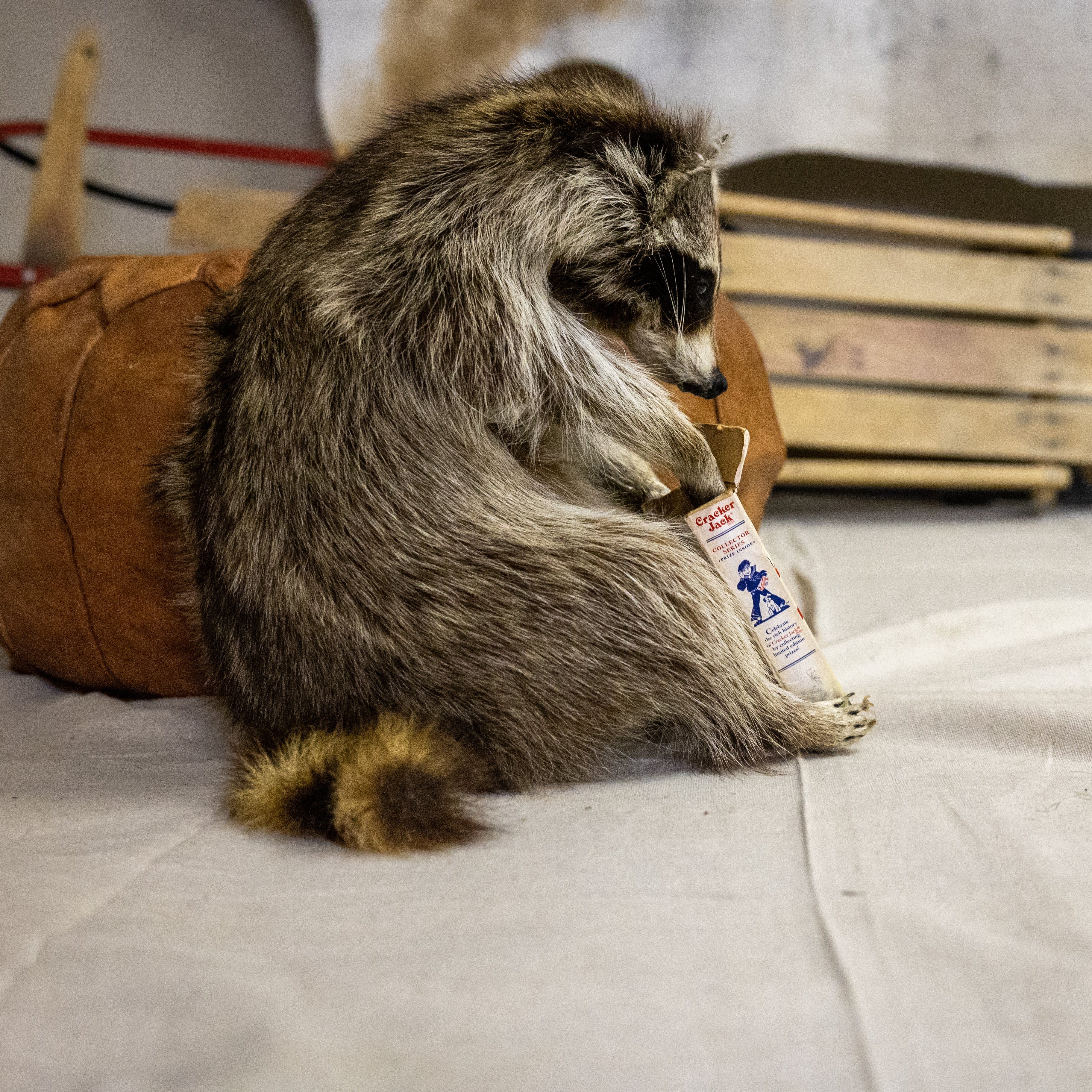 Taxidermized Racoon with a box of cracker jacks Trophy