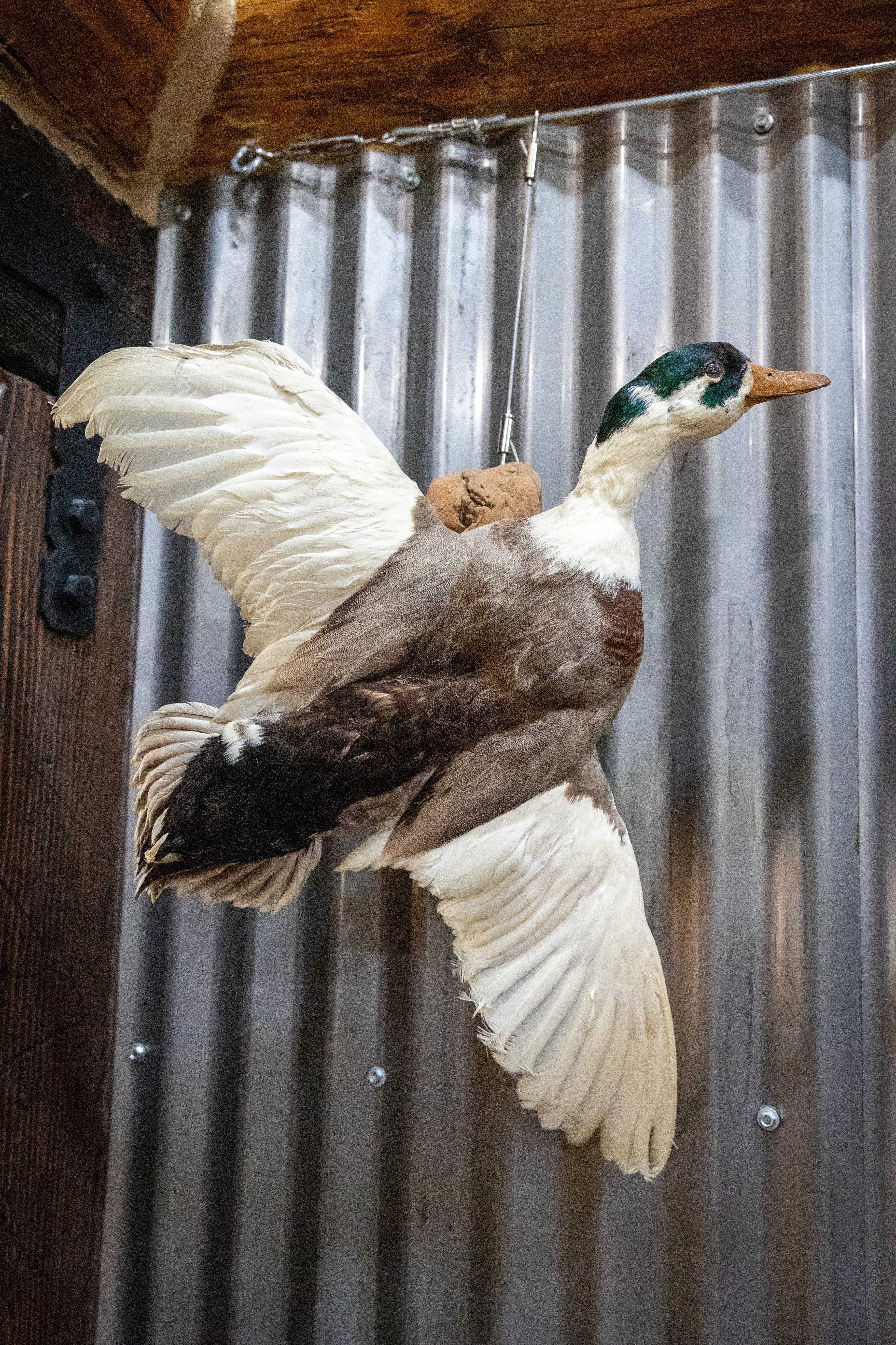 Vintage Wood Duck Taxidermy Bird Mounted