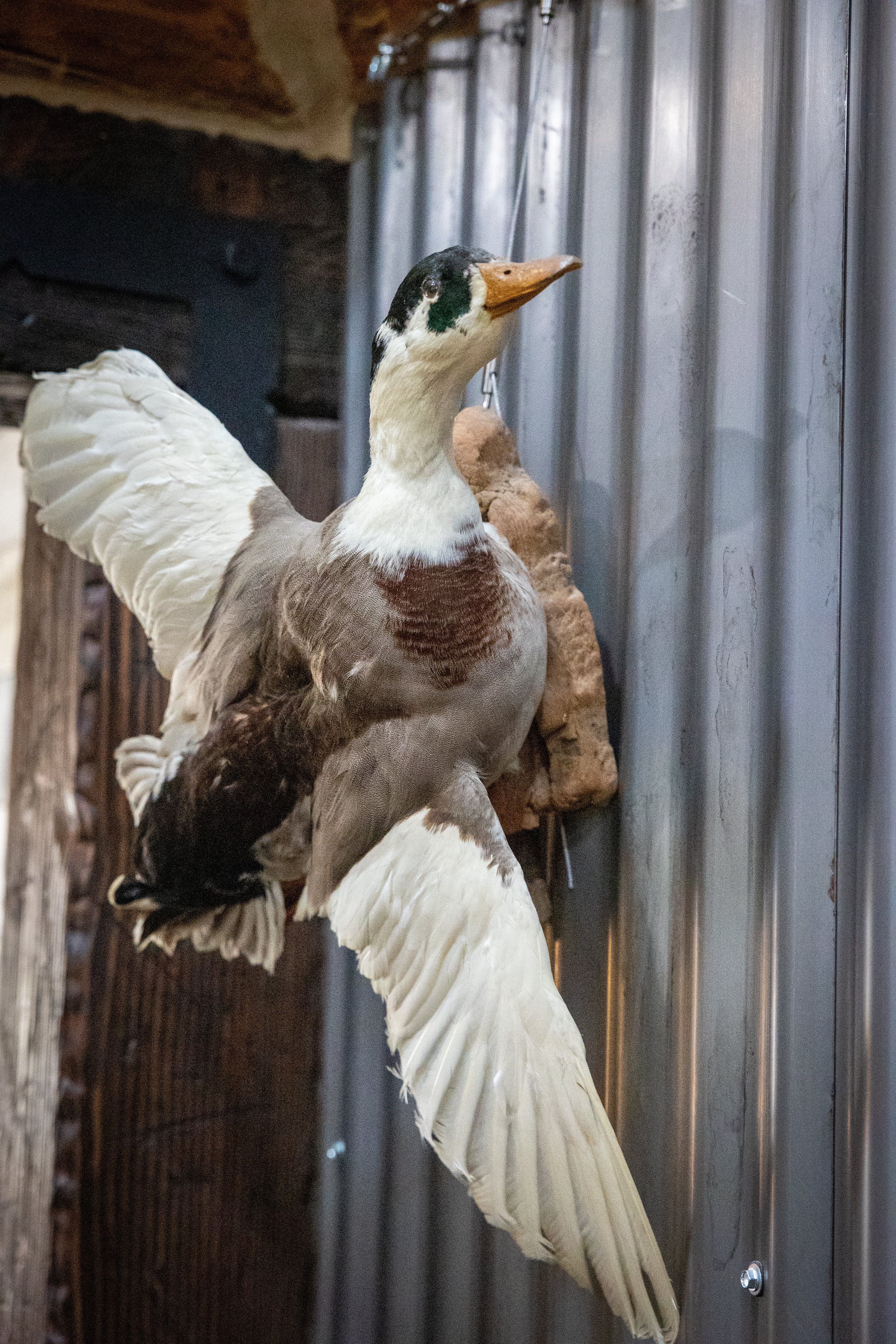 Vintage Wood Duck Taxidermy Bird Mounted