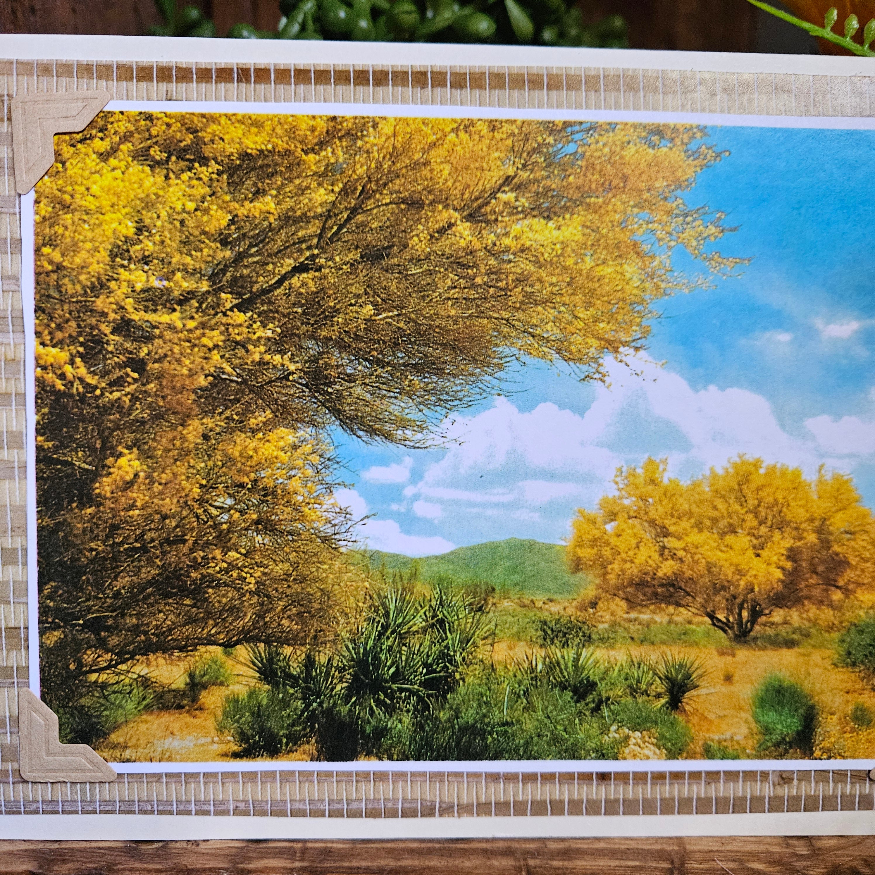 Beautifully Hand Crafted Custom Created Greeting Card Series by Diane Stegman "Palo Verde Bloom"