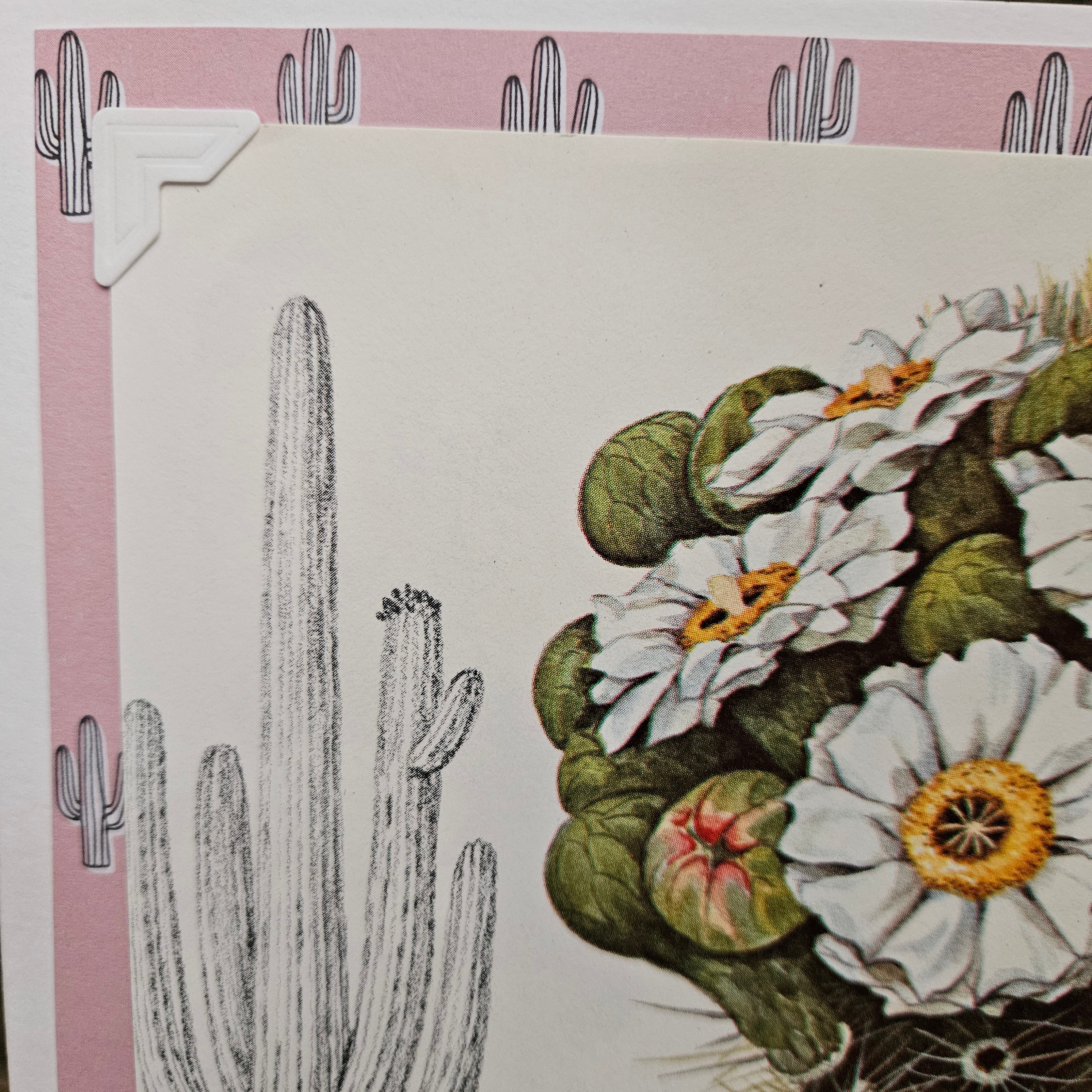 Beautifully Hand Crafted Custom Created Greeting Card Series by Diane Stegman "Gigantic Saguaro Cactus"