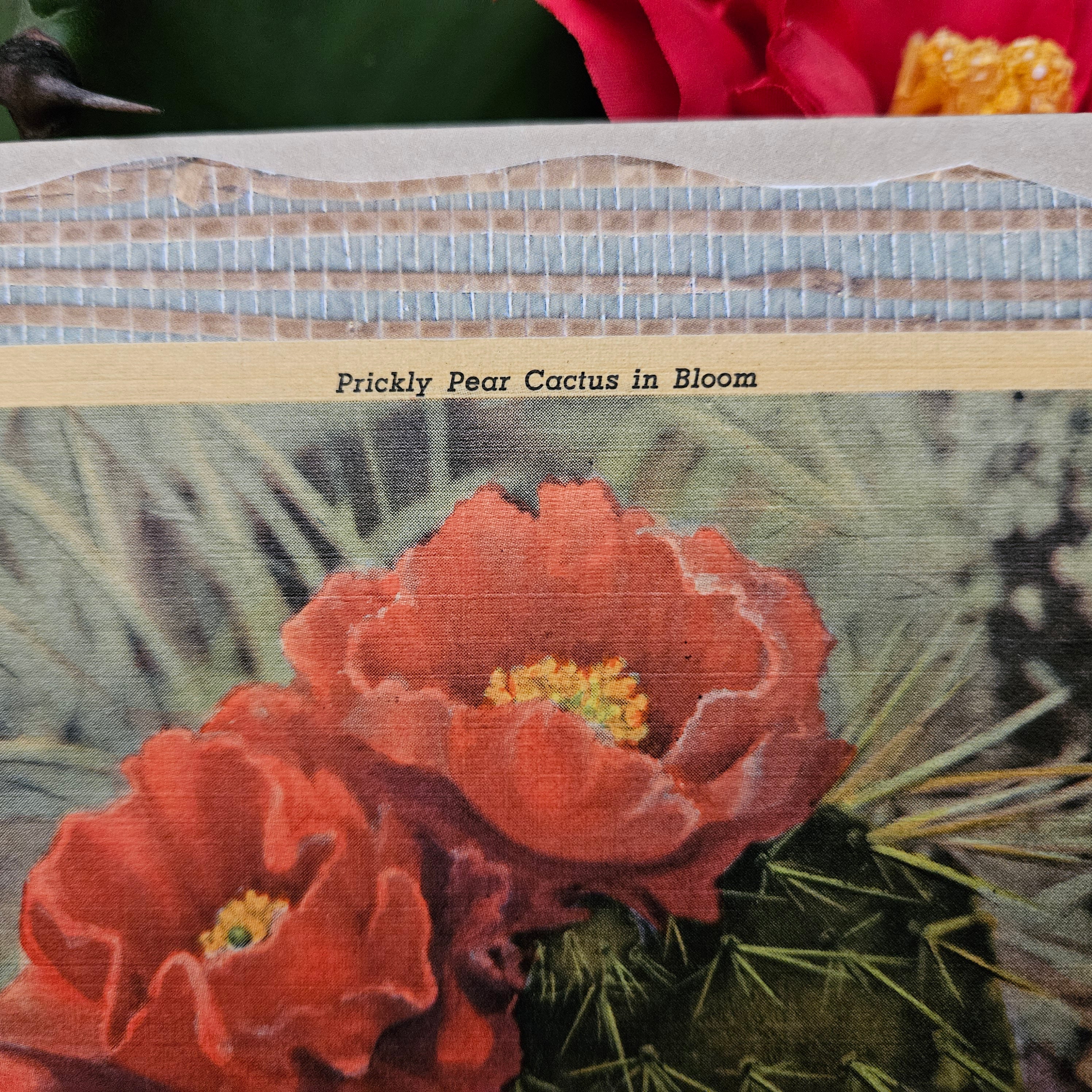 Beautifully Hand Crafted Custom Created Greeting Card Series by Diane Stegman "Prickly Pear Cactus in Bloom"