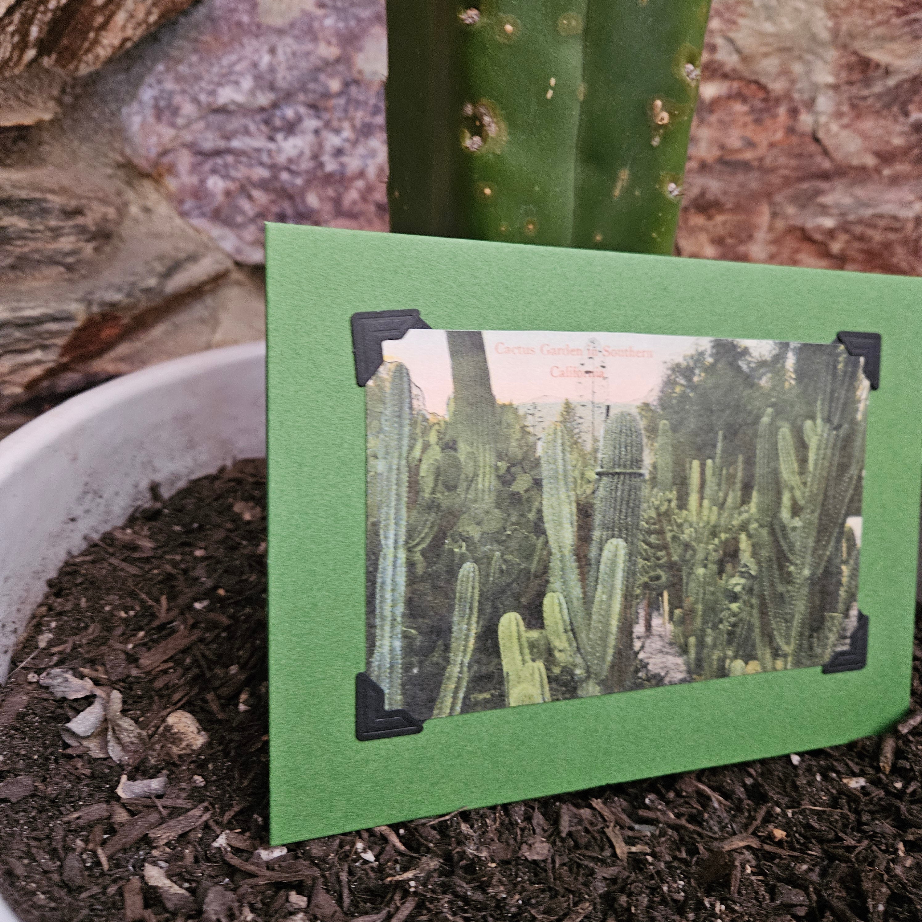 Beautifully Hand Crafted Custom Created Greeting Card Series by Diane Stegman "Cactus Garden in Southern California"