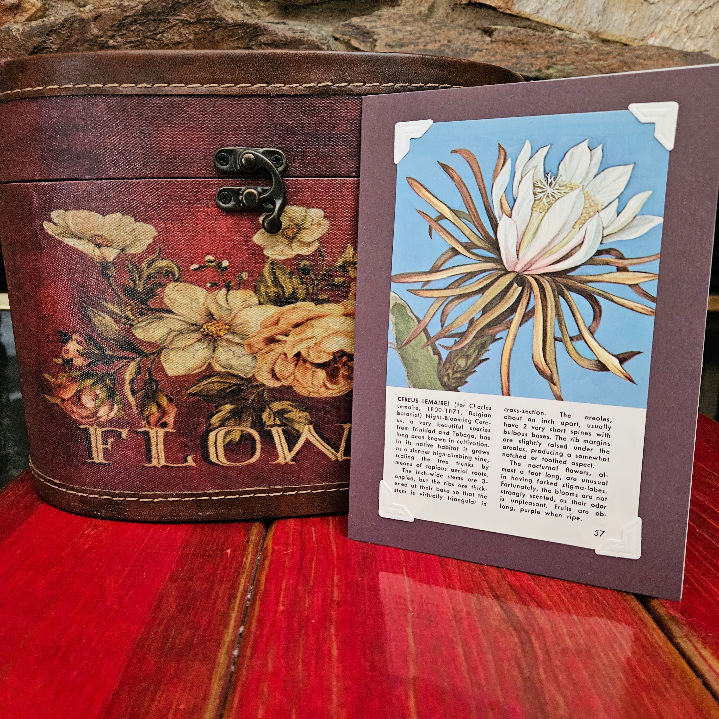 Beautifully Hand Crafted Custom Created Greeting Card Series by Diane Stegman "Lemairei Cactus"