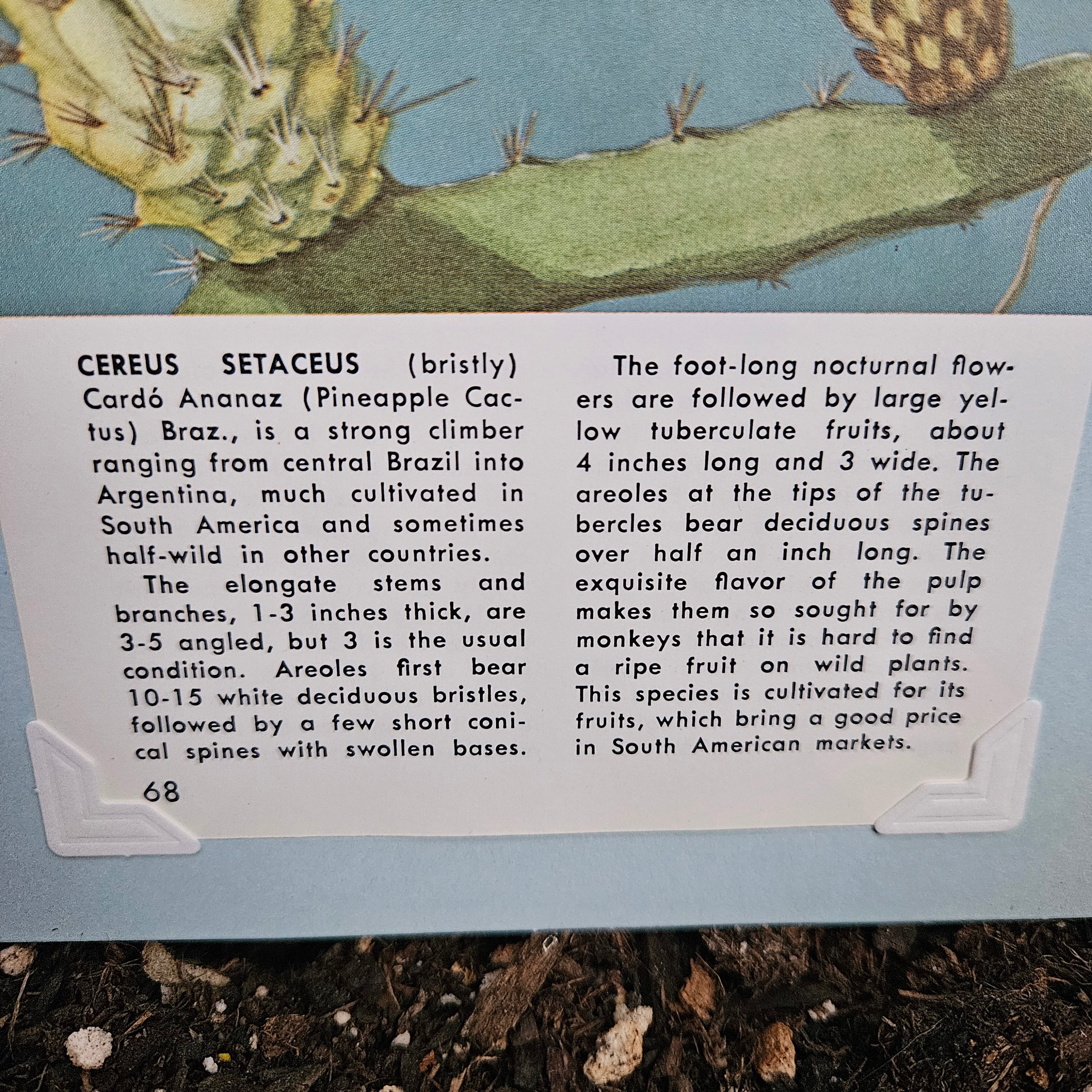 Beautifully Hand Crafted Custom Created Greeting Card Series by Diane Stegman "Pineapple Cactus"