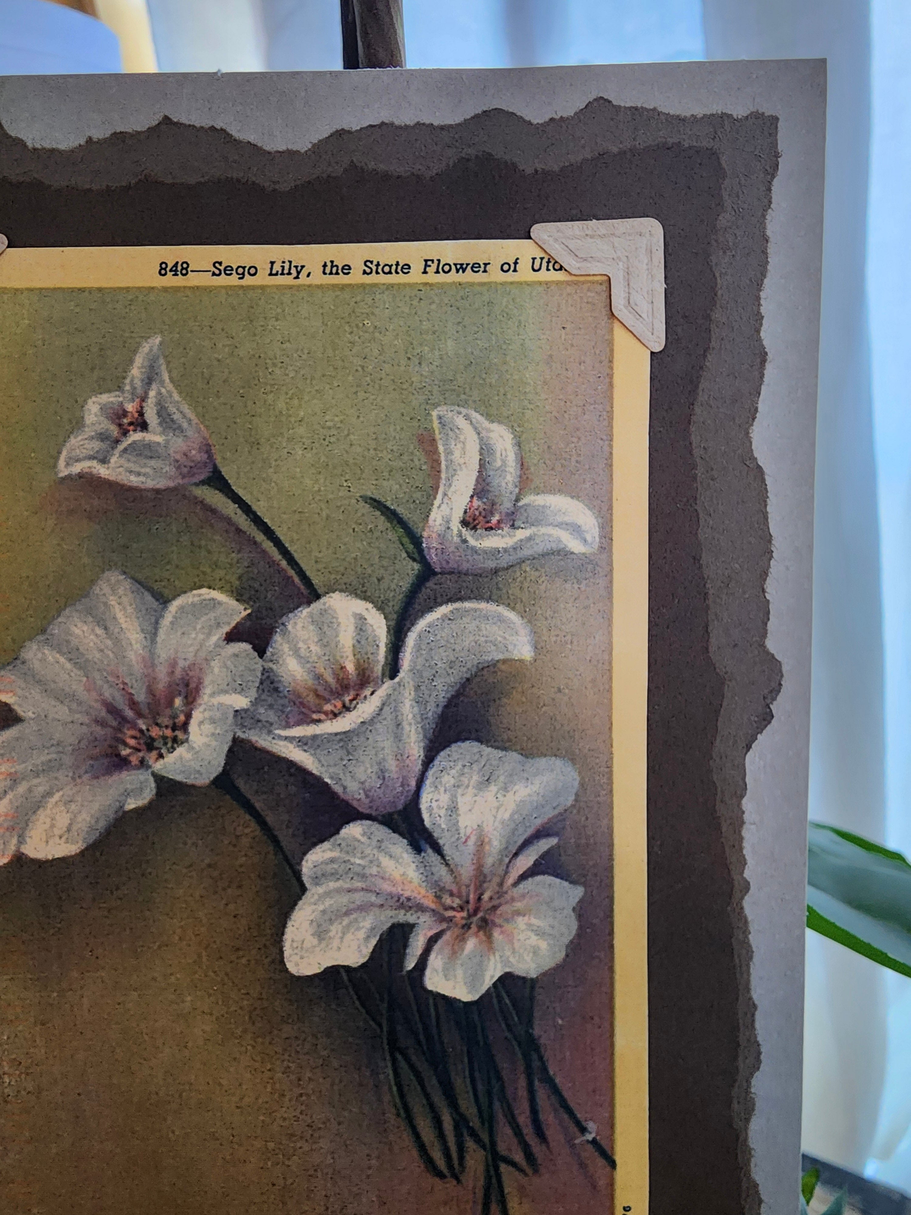 Beautifully Hand Crafted Custom Created Greeting Card Series by Diane Stegman "Sego Lily"