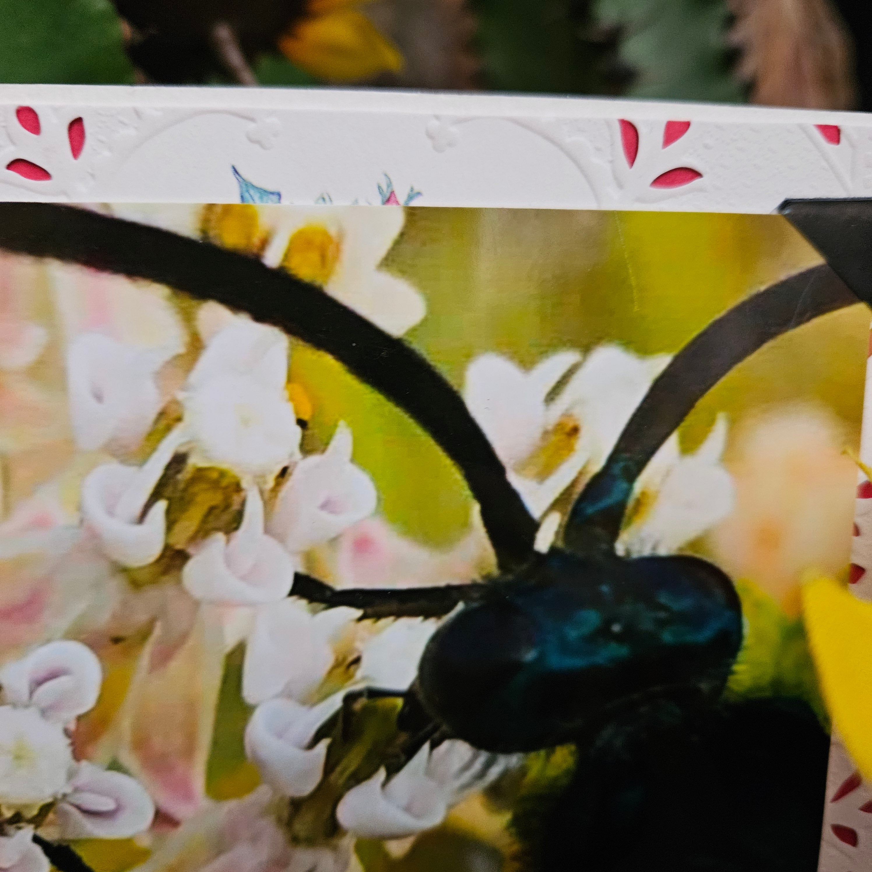 Beautifully Hand Crafted Custom Created Greeting Card Series by Diane Stegman "Tarantula Hawk"