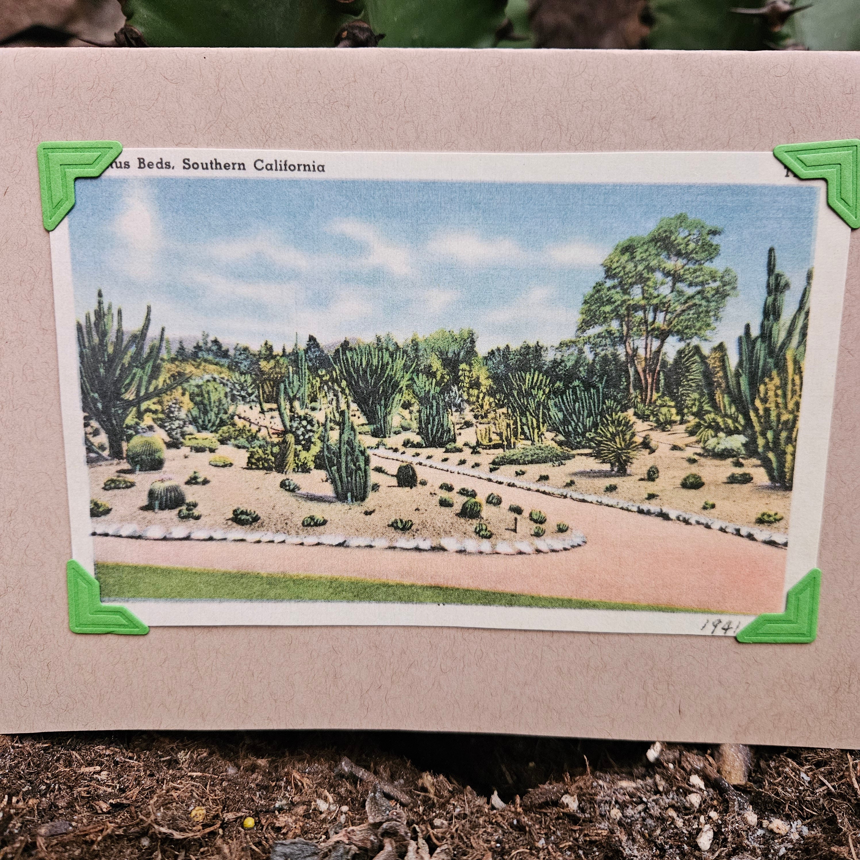 Beautifully Hand Crafted Custom Created Greeting Card Series by Diane Stegman "Cactus Beds, Southern California"