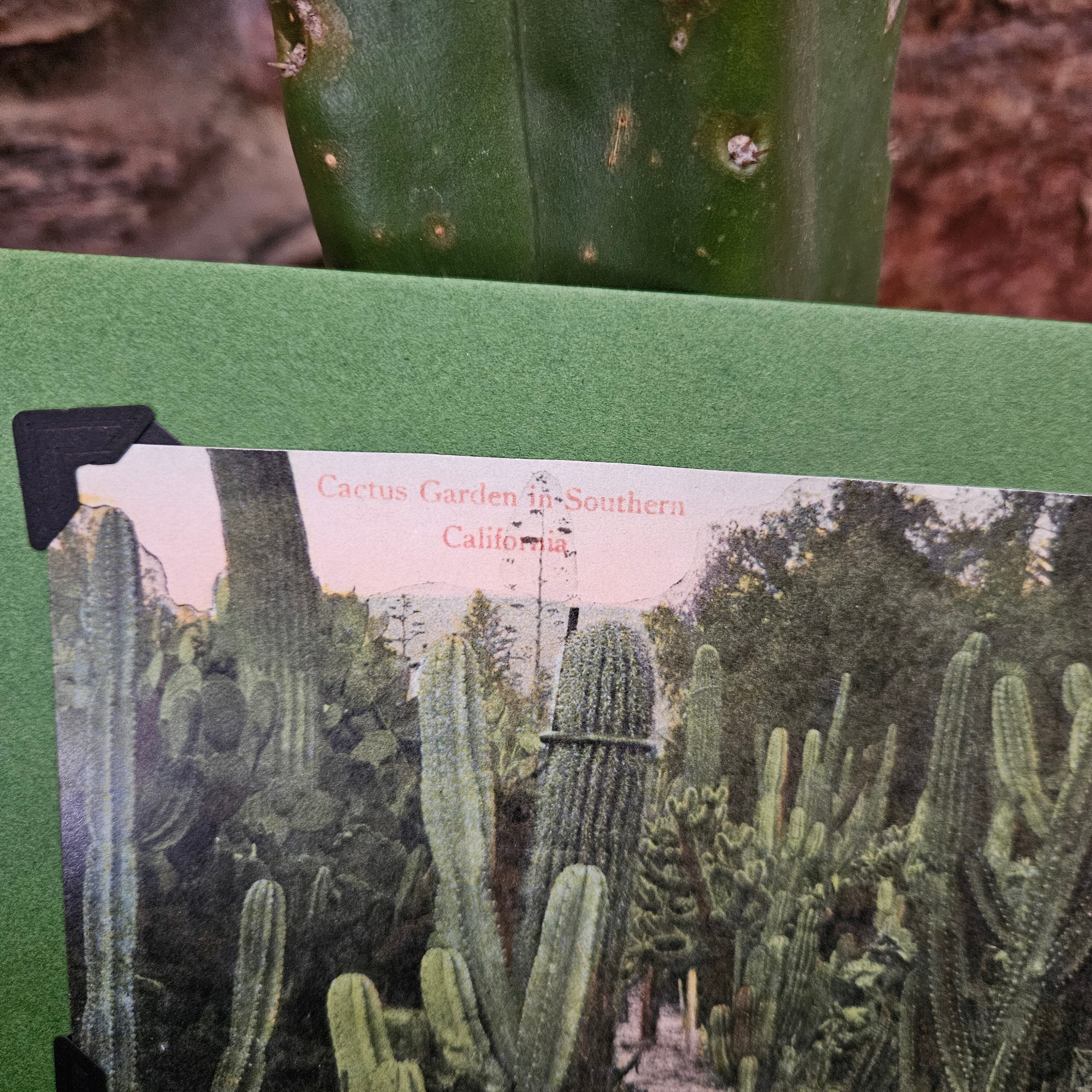Beautifully Hand Crafted Custom Created Greeting Card Series by Diane Stegman "Cactus Garden in Southern California"