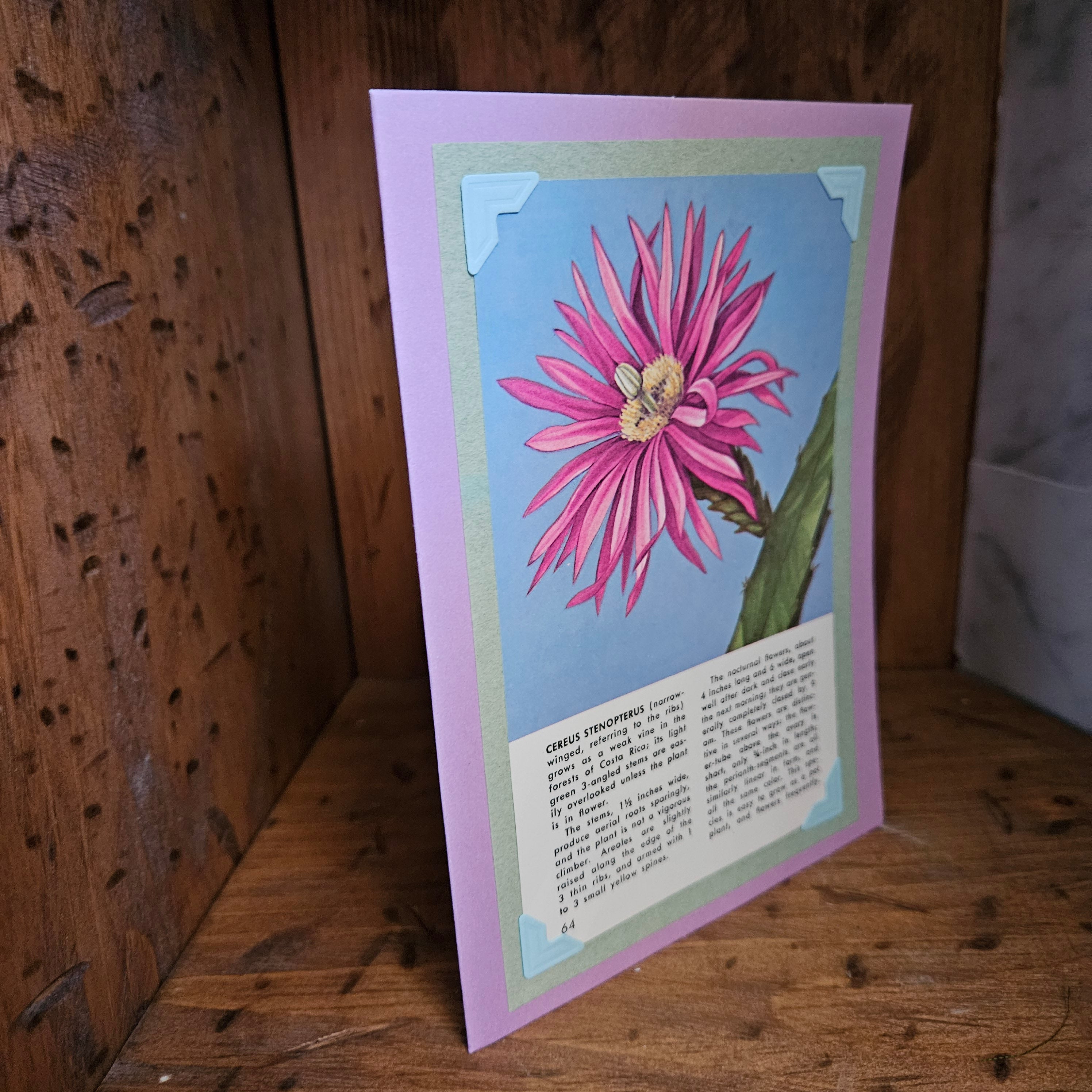 Beautifully Hand Crafted Custom Created Greeting Card Series by Diane Stegman "Cereus Stenopterus"