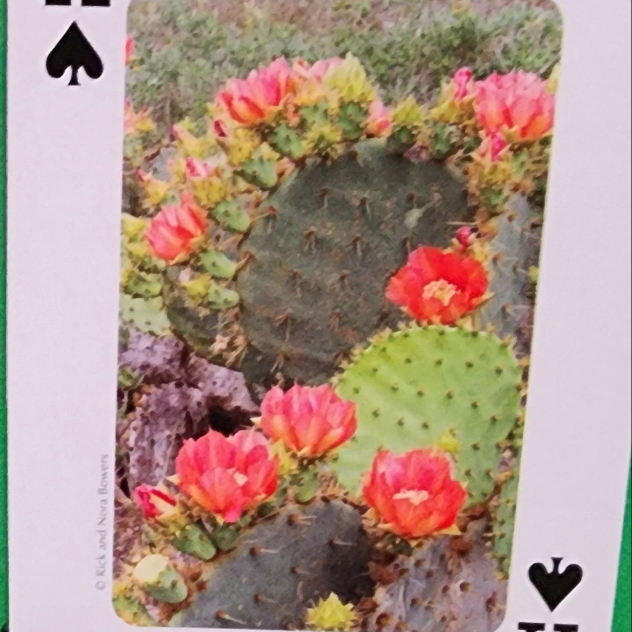 Beautifully Hand Crafted Custom Created Greeting Card Series by Diane Stegman "Texas Prickly Pear"