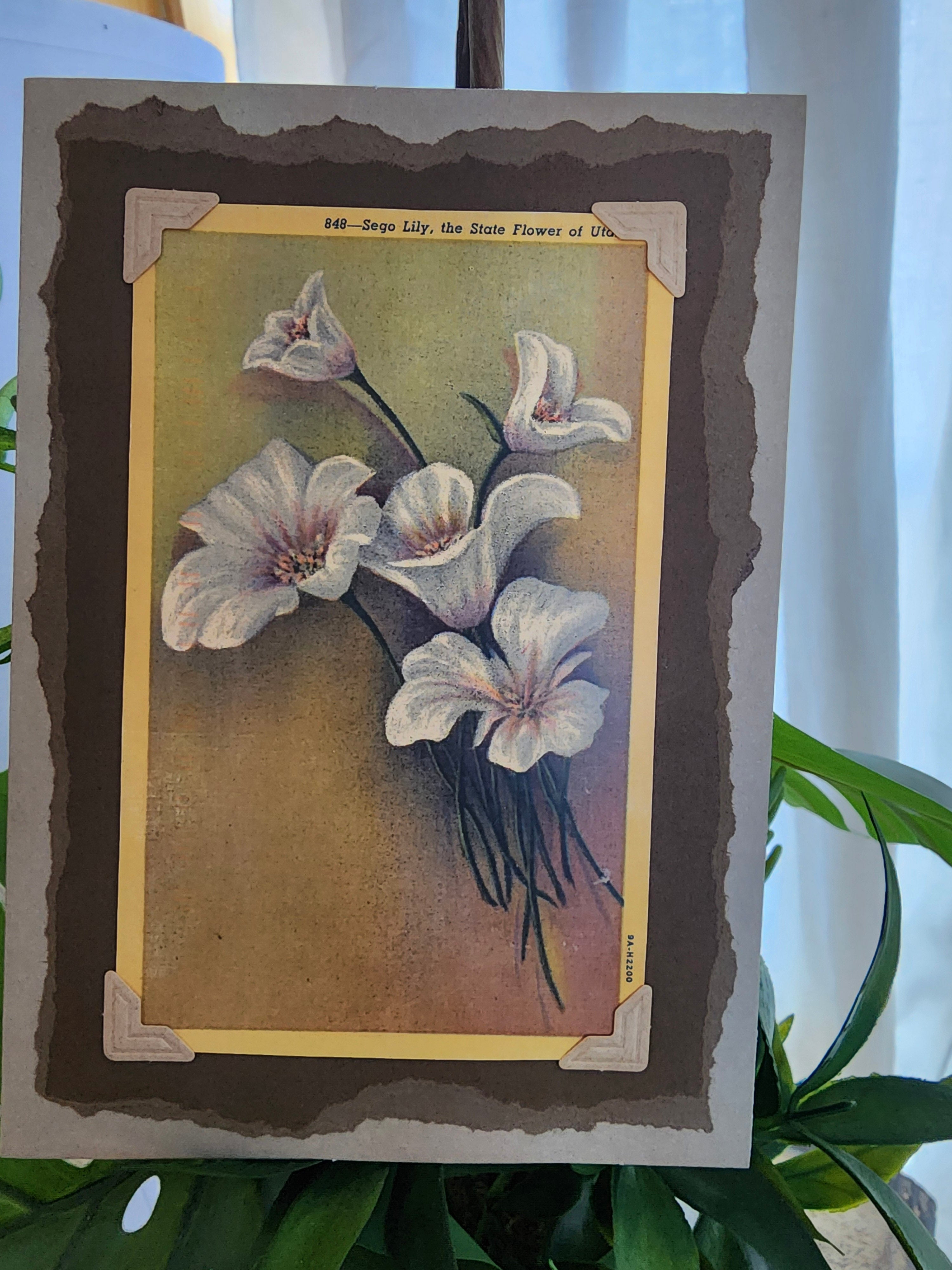 Beautifully Hand Crafted Custom Created Greeting Card Series by Diane Stegman "Sego Lily"