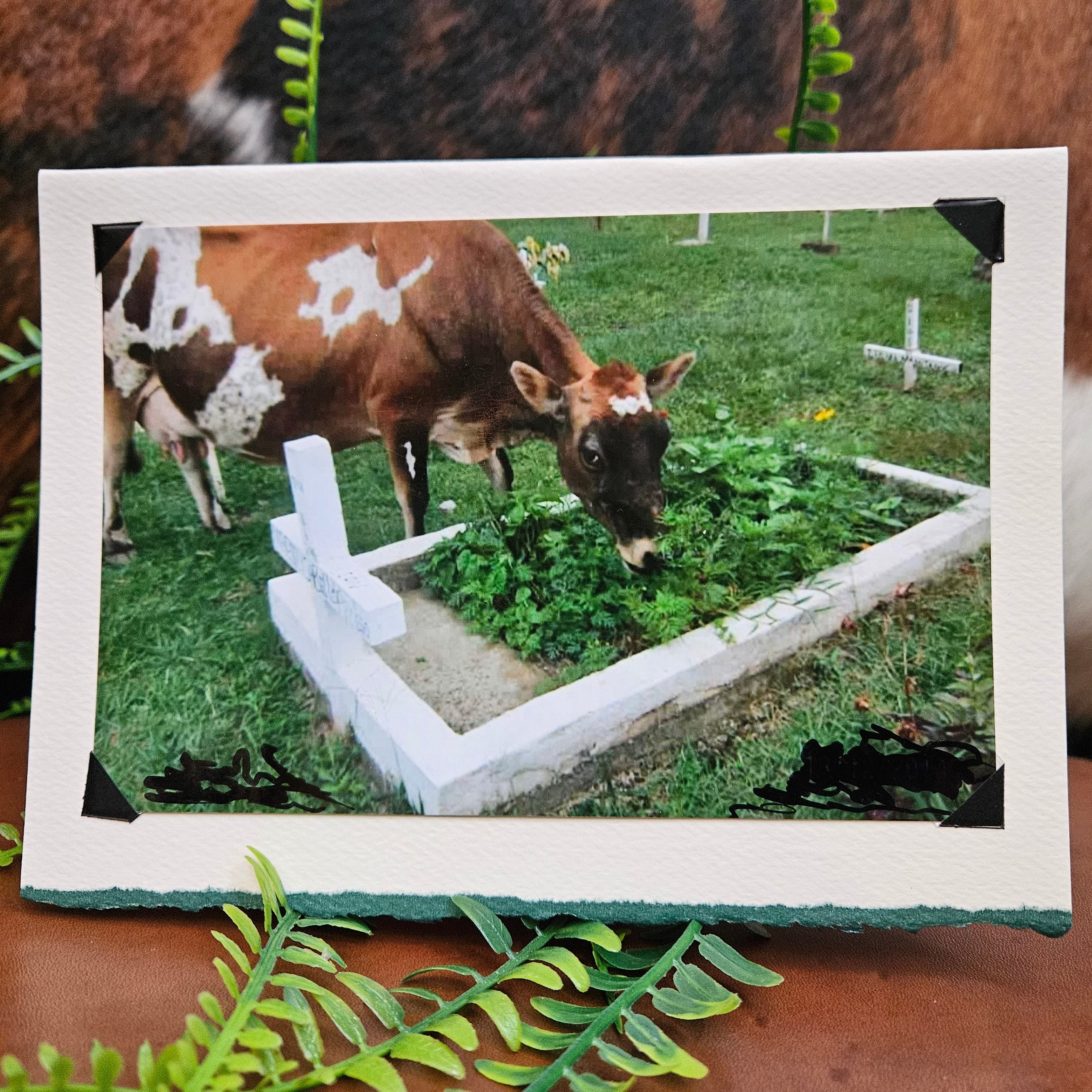 Beautifully Hand Crafted Custom Created Greeting Card Series by Diane Stegman "Happy Cow"