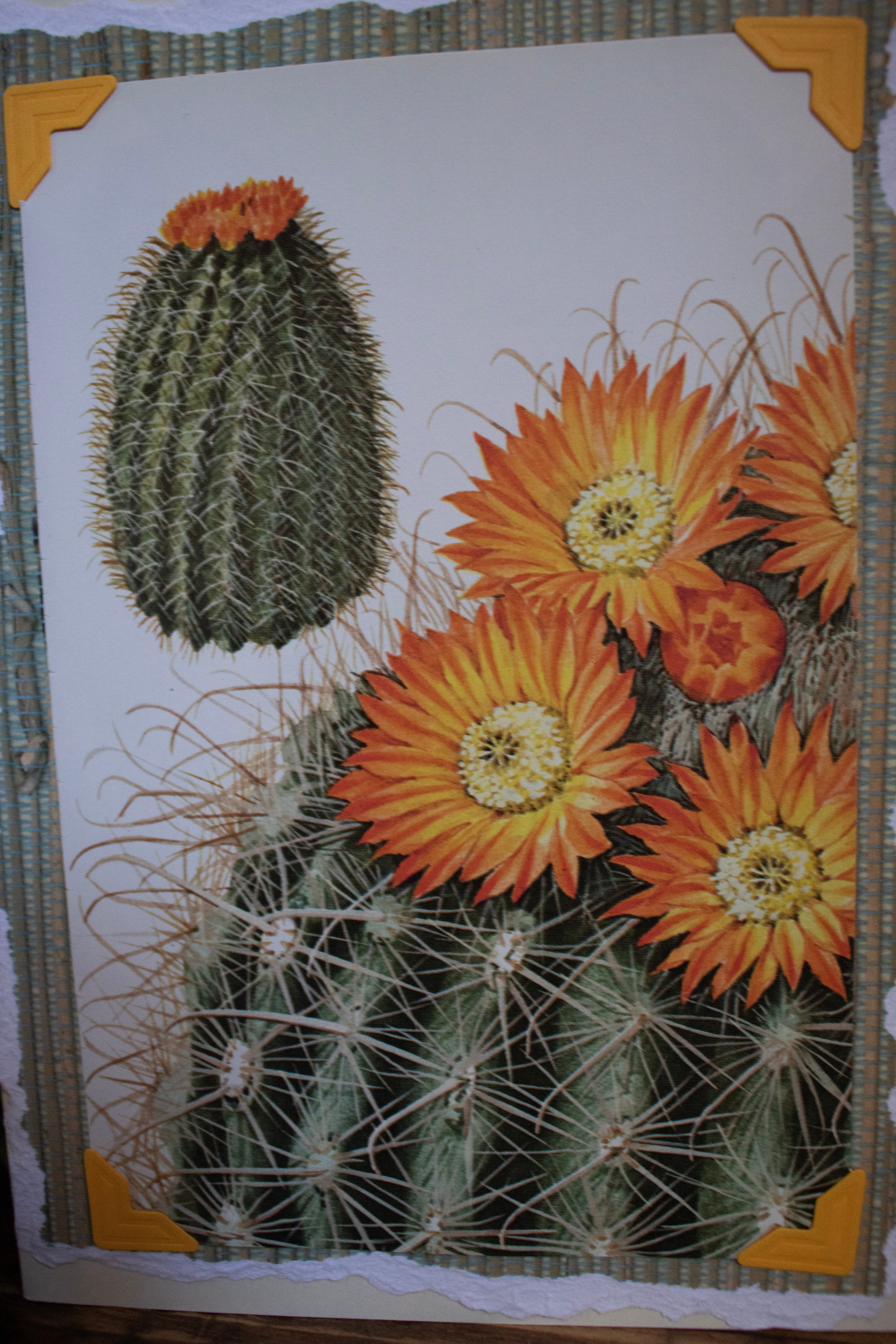 Beautifully Hand Crafted Custom Created Greeting Card Series by Diane Stegman "Barrel Cacti"